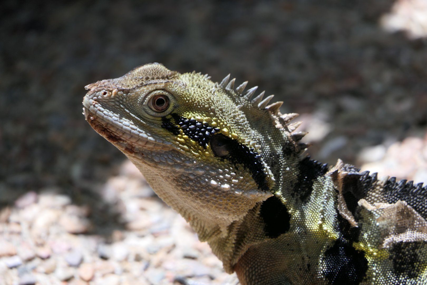 Eastern Water Dragon