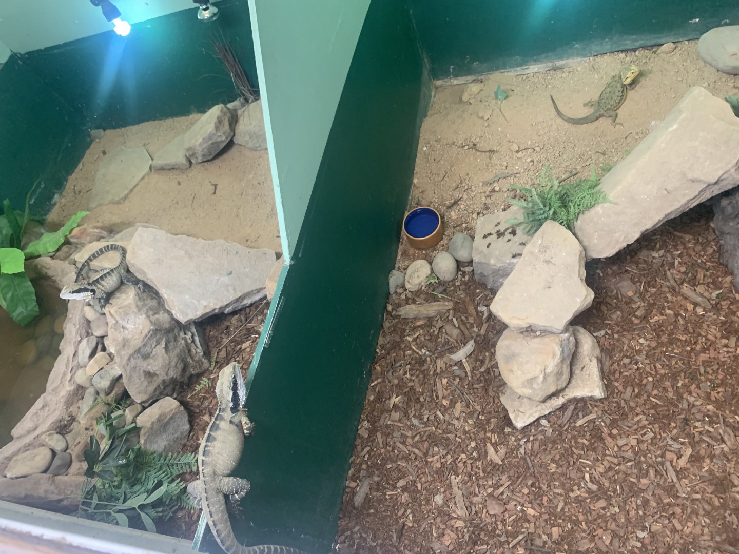 Eastern Water Dragons and Central Bearded Dragon in 'Dragon House'