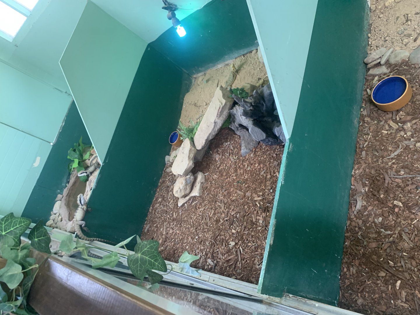 Eastern Water Dragons and Central Bearded Dragon in the 'Dragon House'