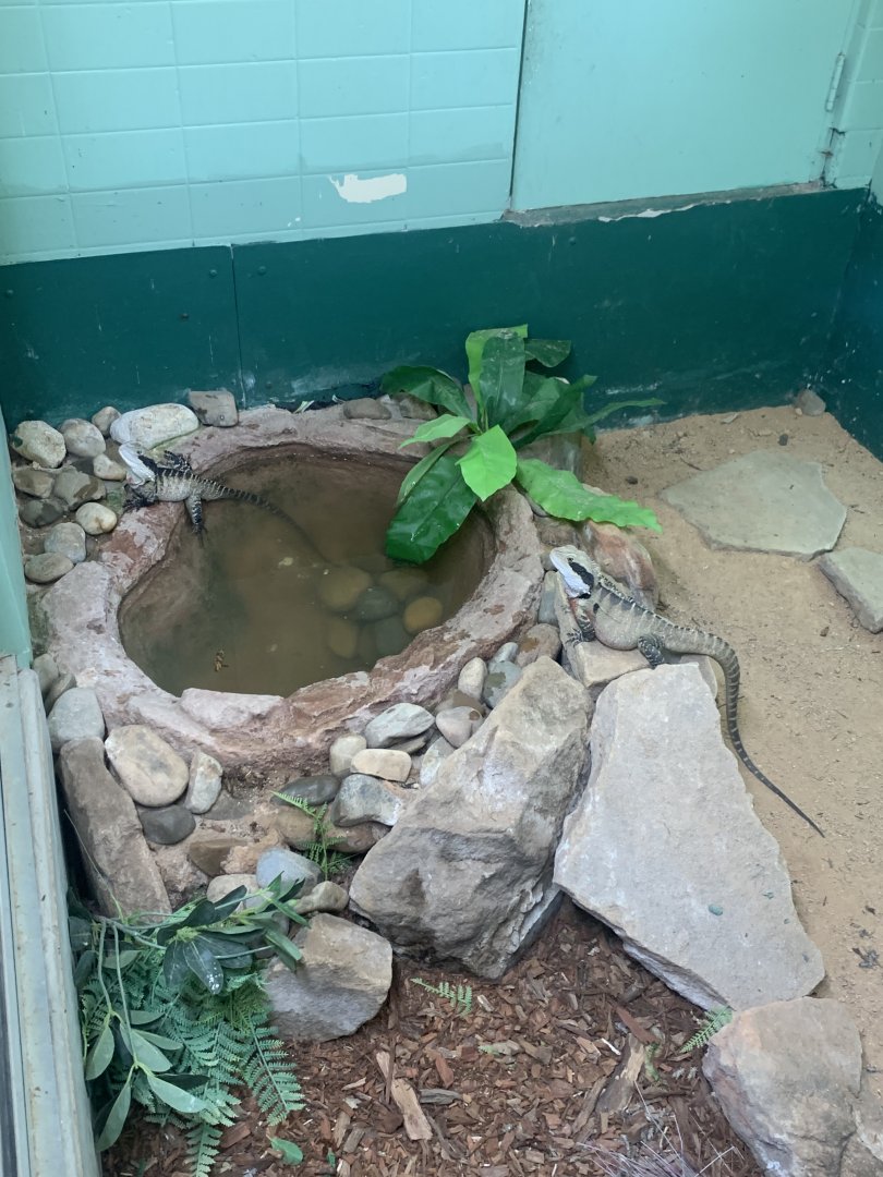 Eastern Water Dragons in the 'Dragon House'