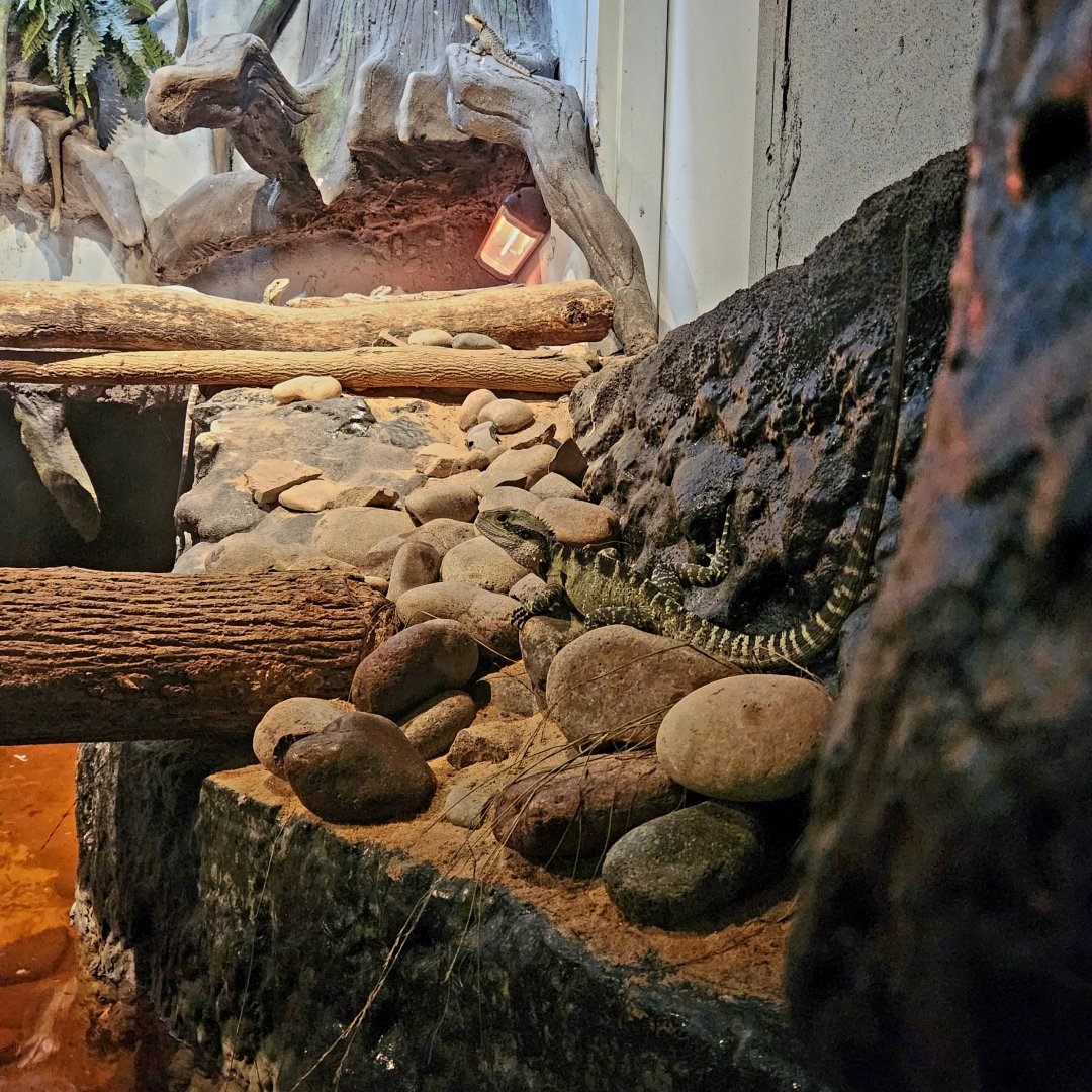 Eastern Water Dragons (Intellagama lesueurii lesueurii)