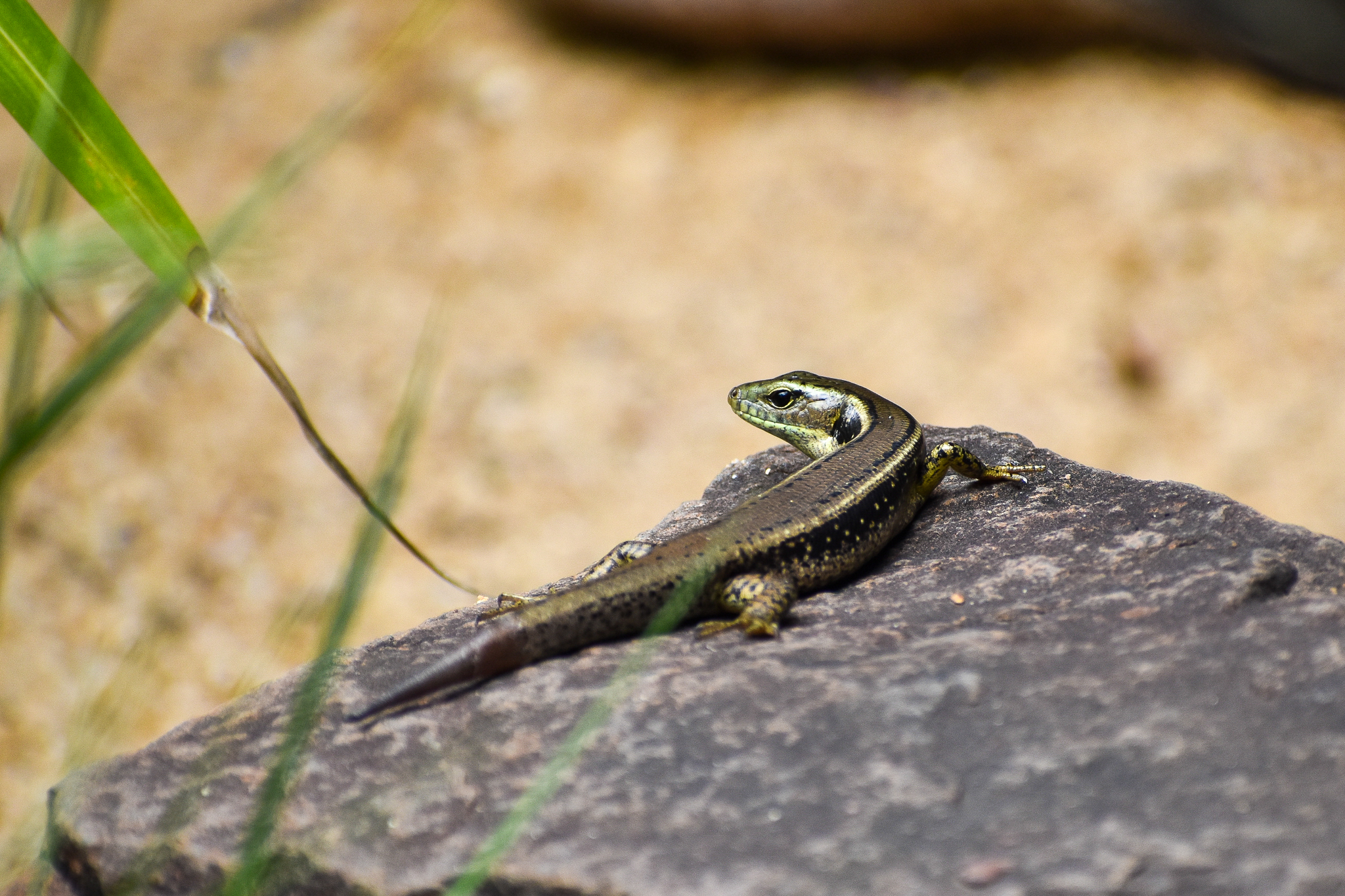 Eastern Water Skink (Eulamprus quoyii)