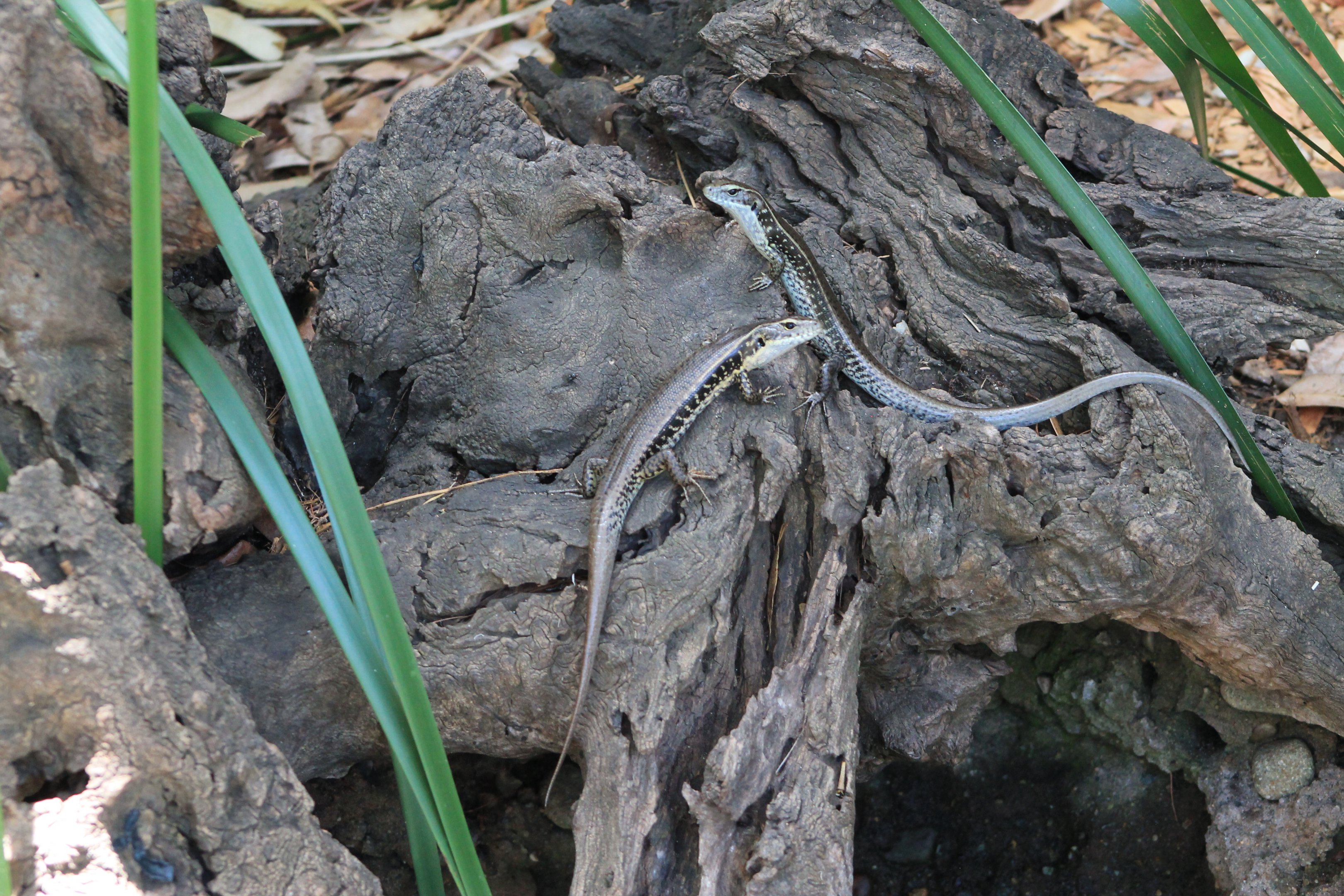 Eastern Water Skink (Eulamprus quoyii)