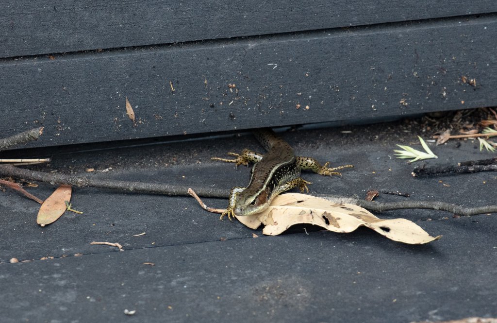 Eastern Water Skink - wild lizard