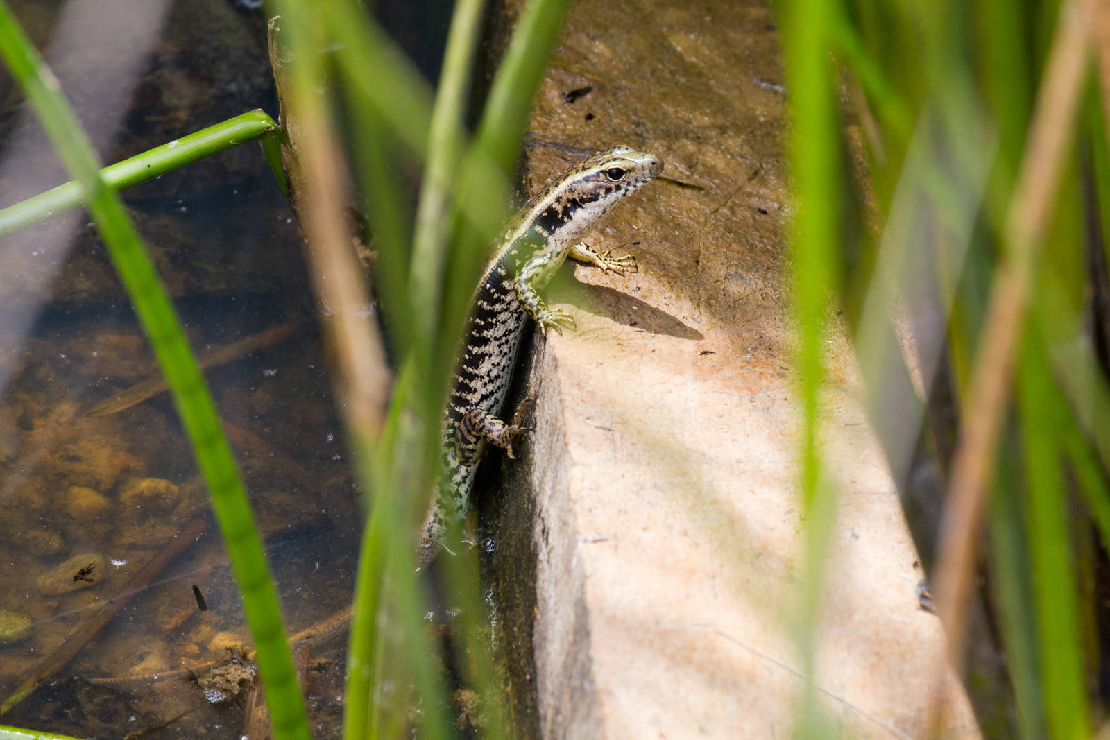 Eastern Water Skink