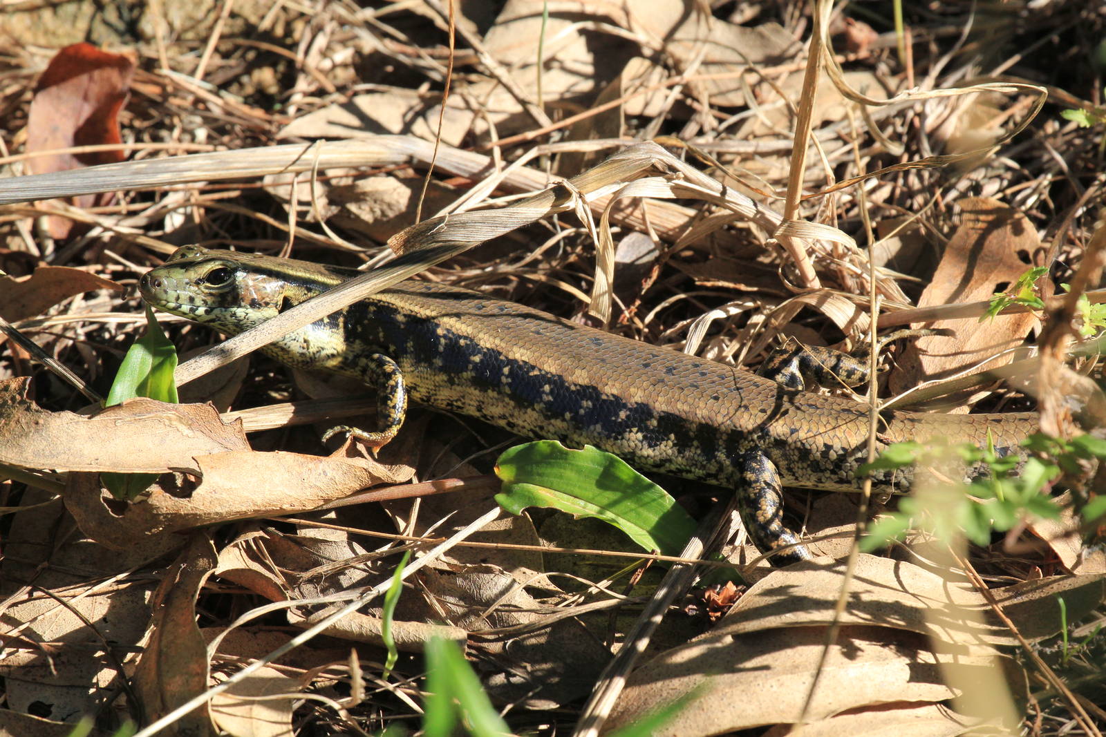 Eastern Water Skink