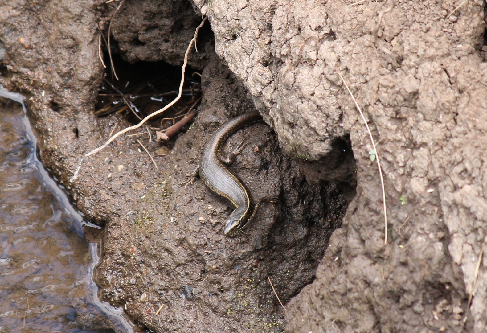 Eastern Water Skink