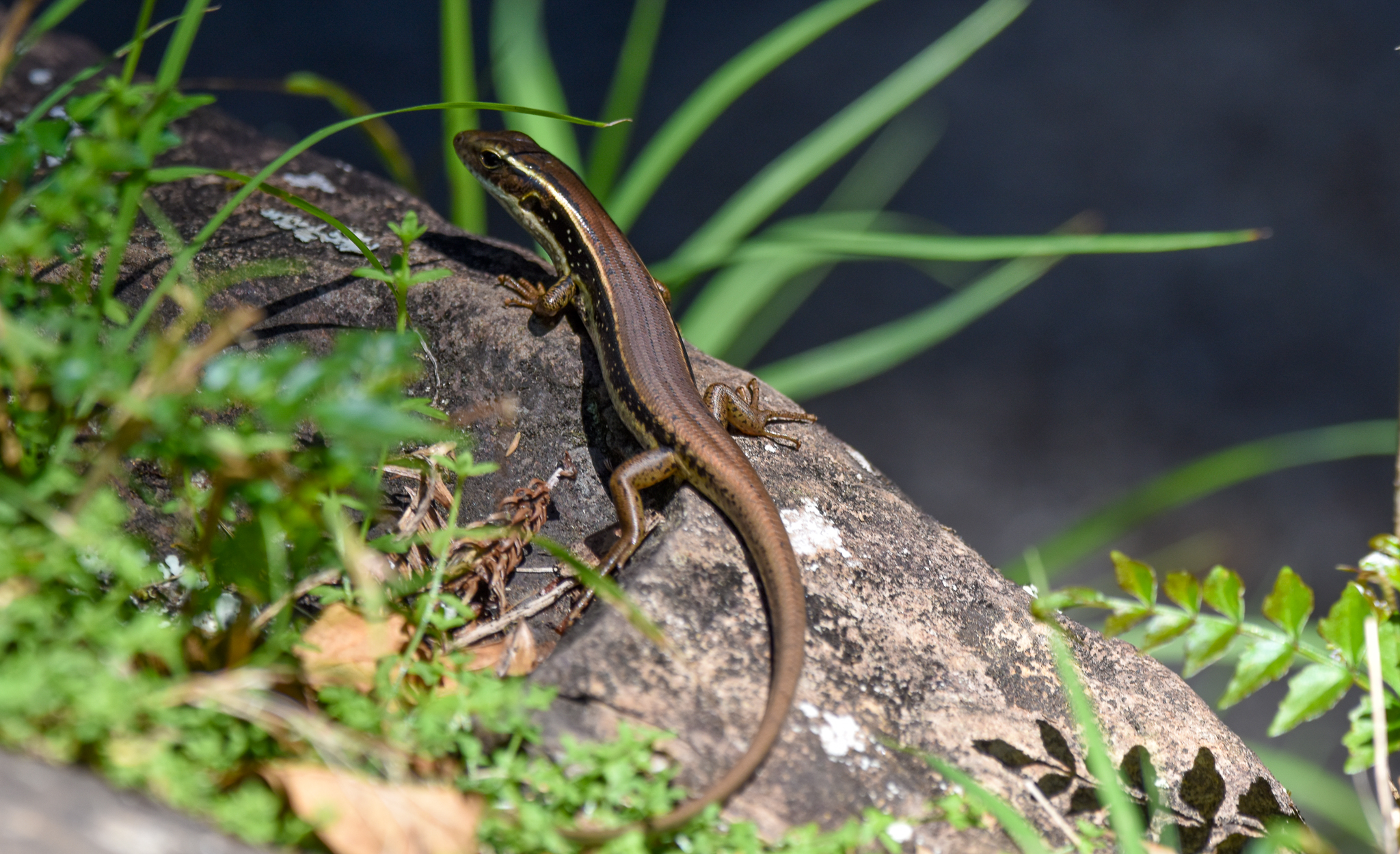 Eastern Water Skink