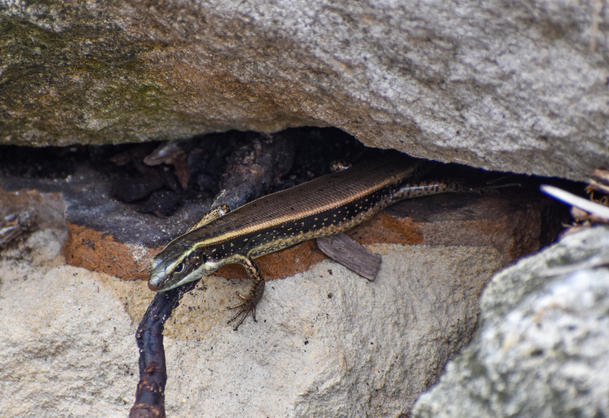 Eastern Water Skink