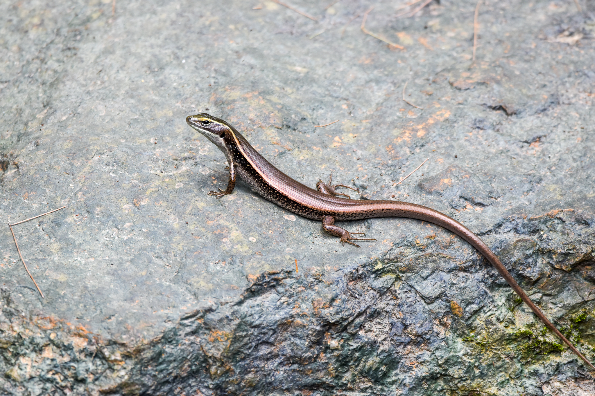 Eastern Water Skink