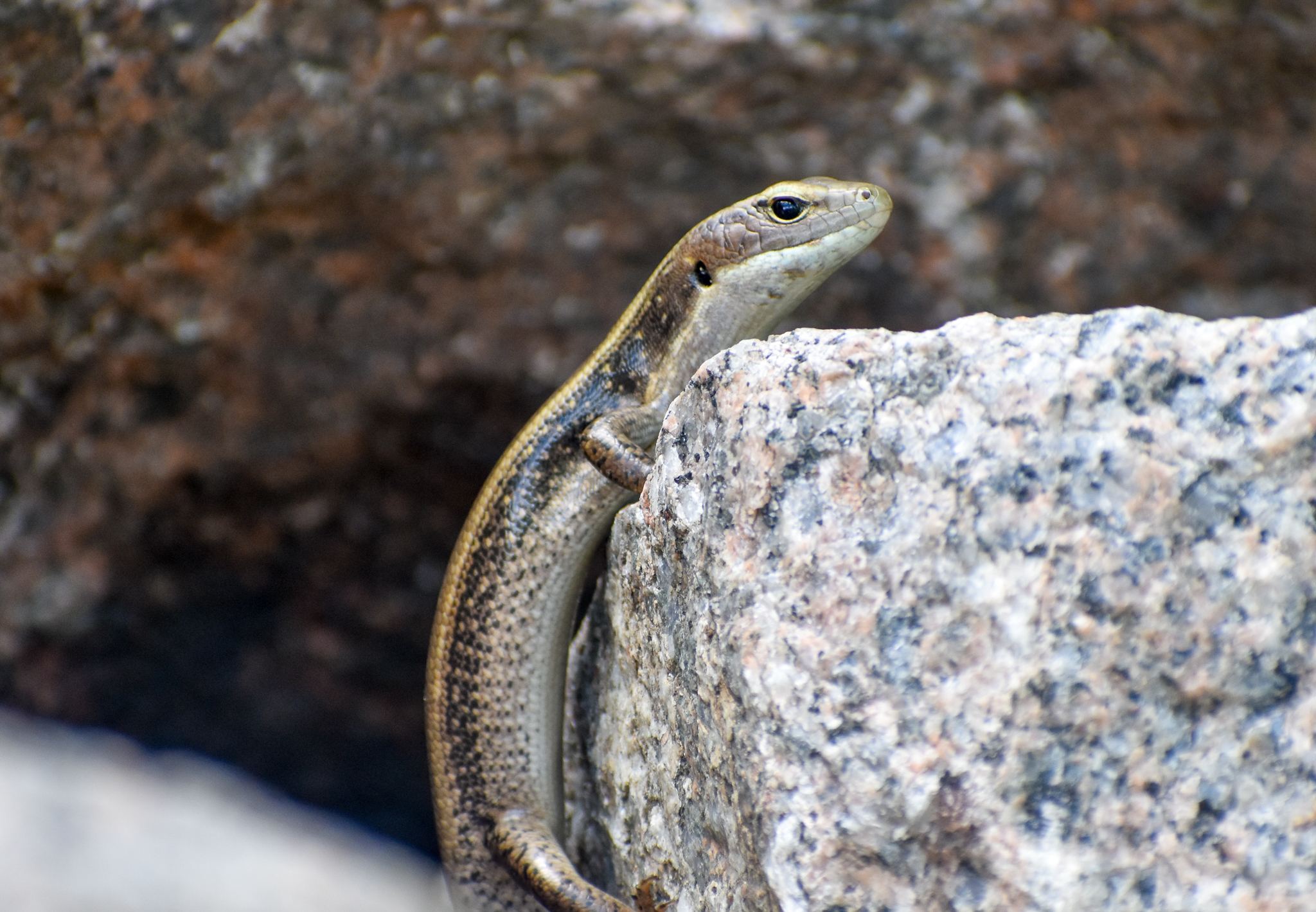 Eastern Water Skink