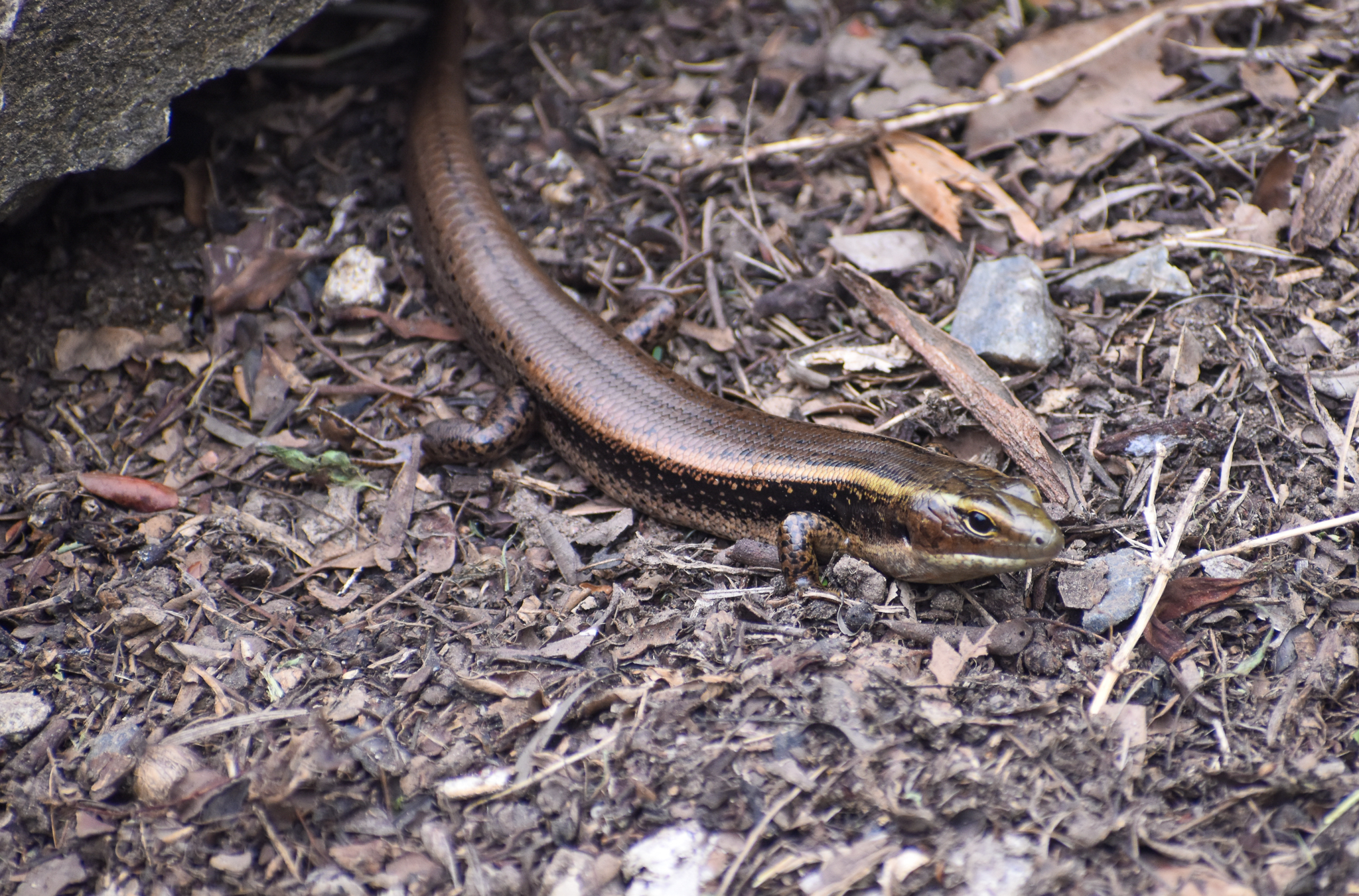 Eastern Water Skink