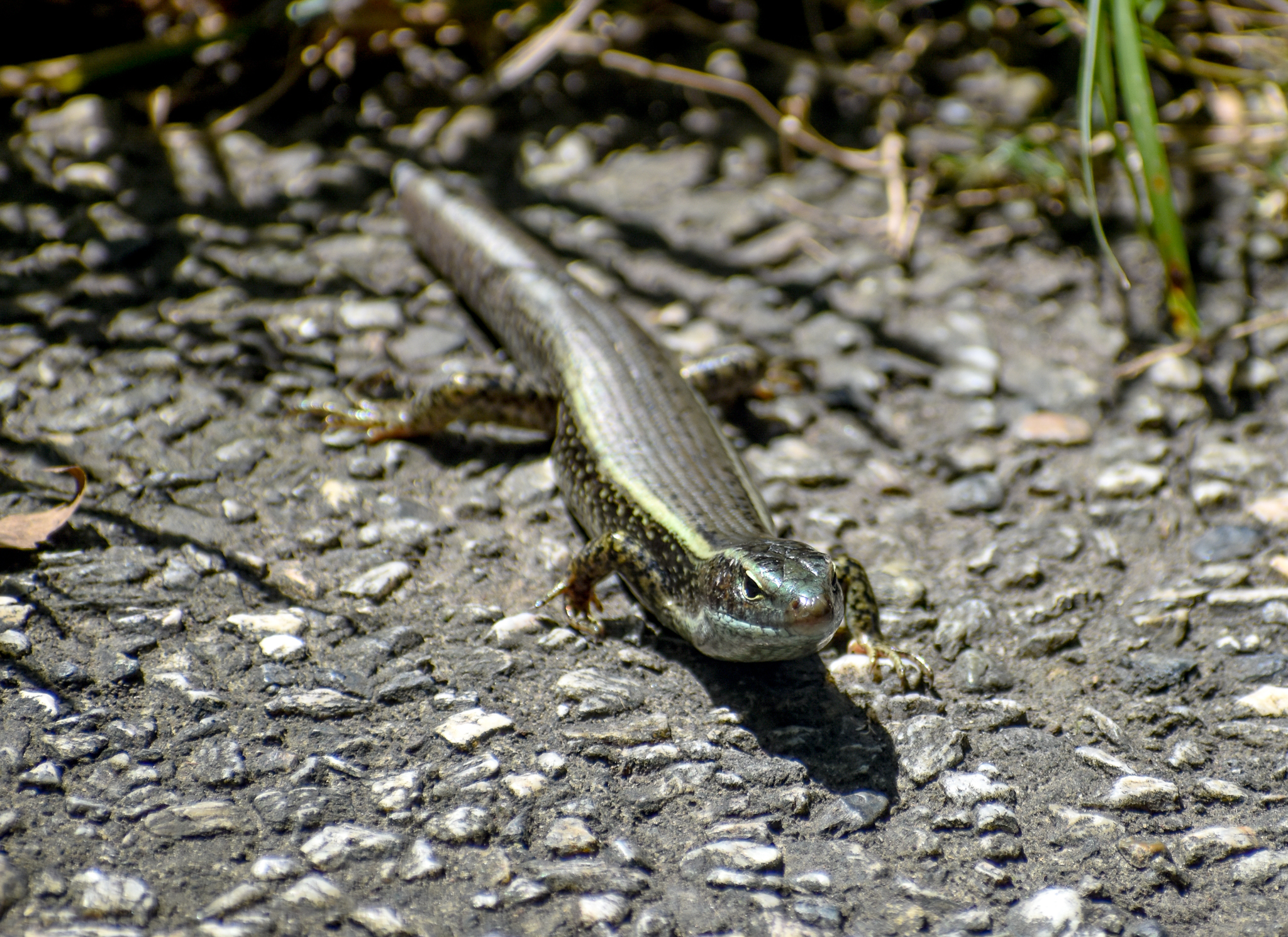 Eastern Water Skink