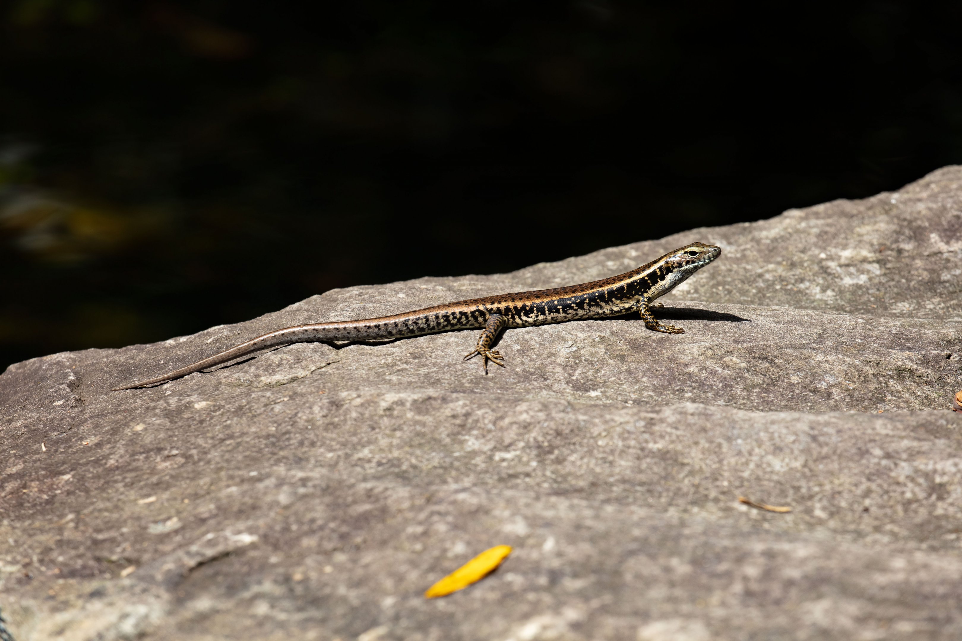 Eastern Water Skink