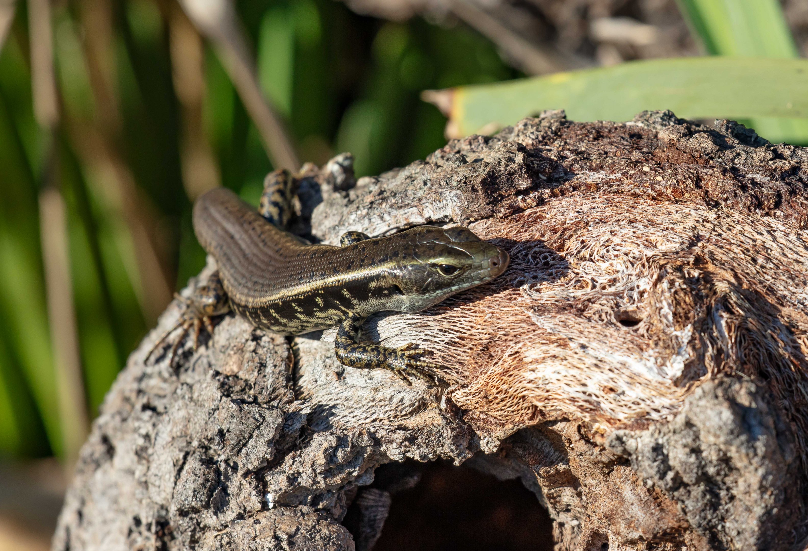 Eastern Water Skink