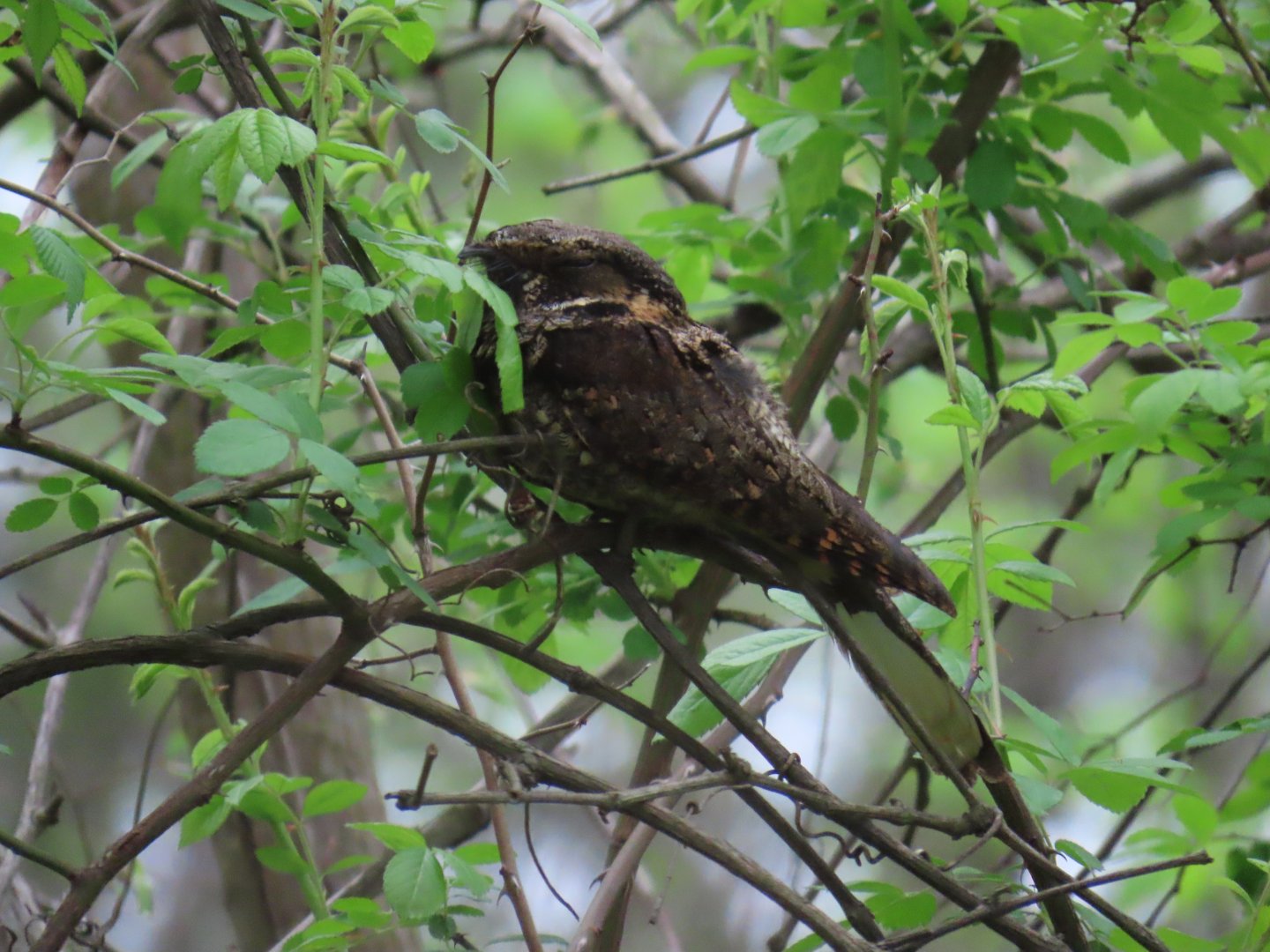 Eastern Whip-poor-will (Antrostomus vociferus)