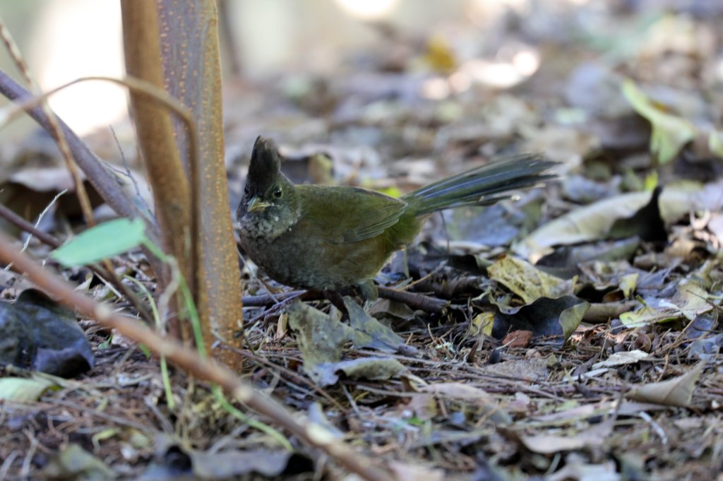 Eastern Whipbird hen