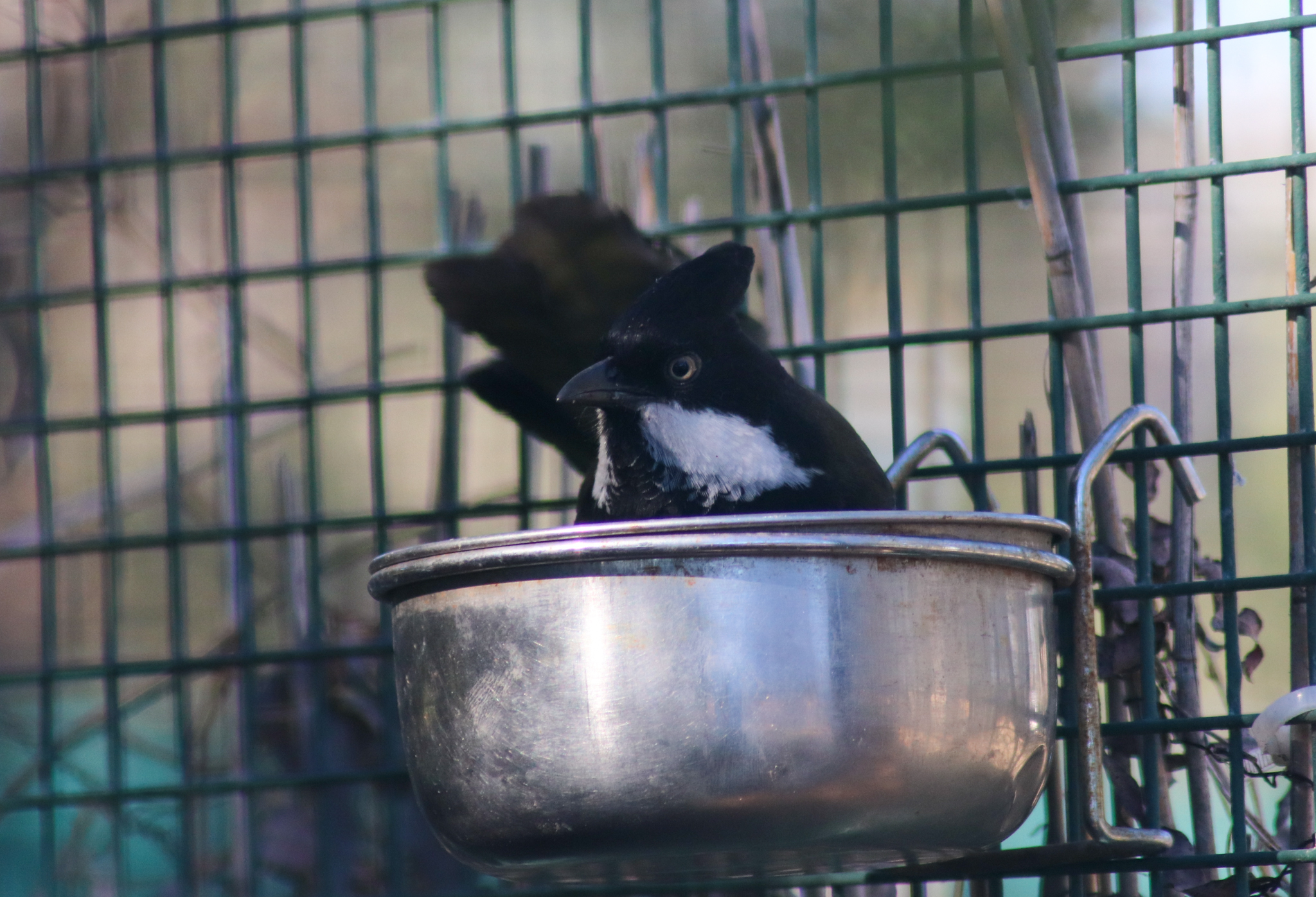 Eastern Whipbird in Food Bowl