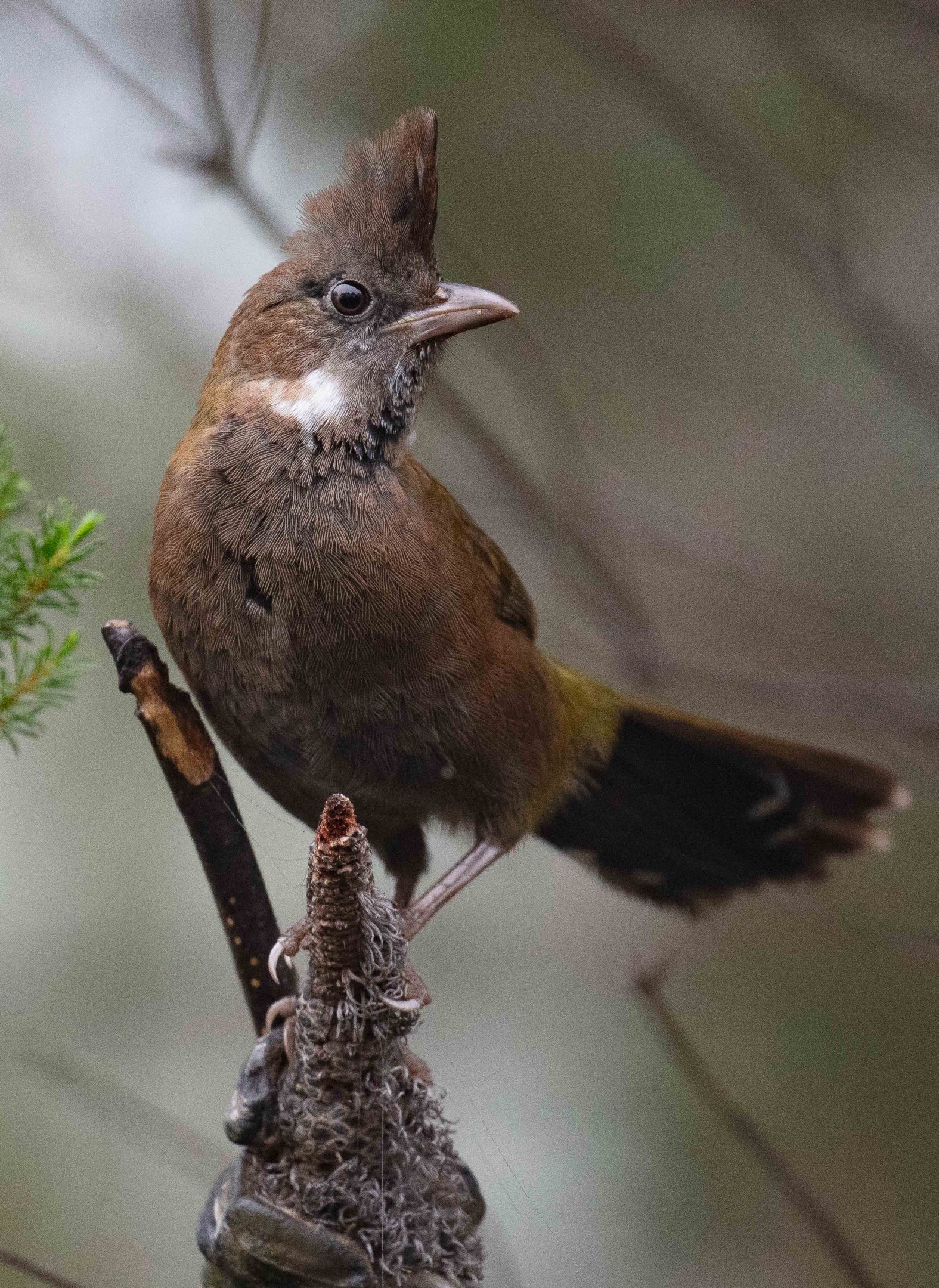 Eastern Whipbird juvenile