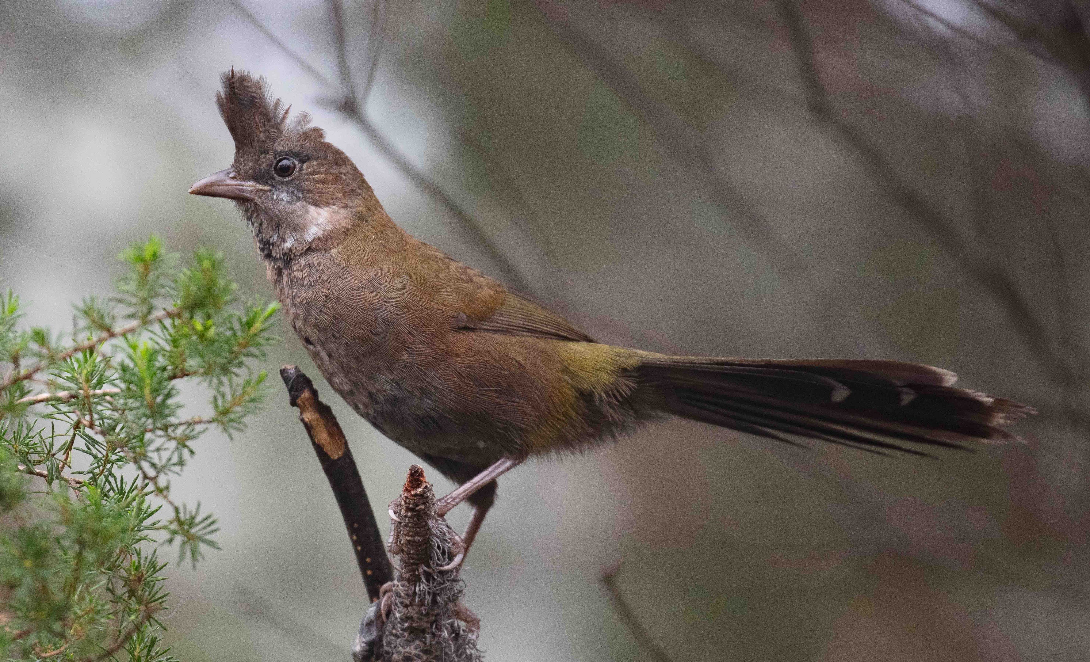 Eastern Whipbird juvenile