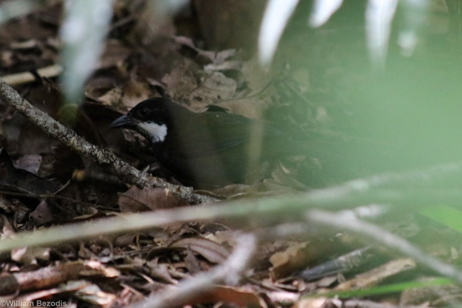 Eastern Whipbird - Lake Eacham