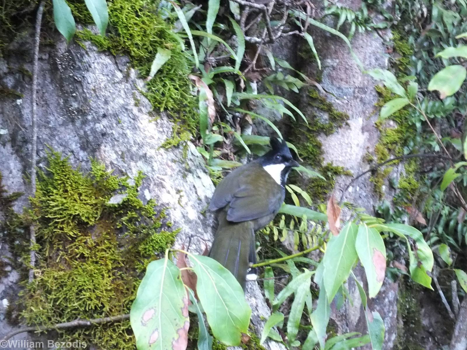 Eastern Whipbird - Lamington National Park