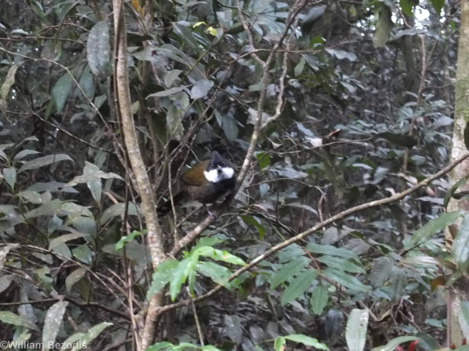 Eastern Whipbird - Lamington National Park