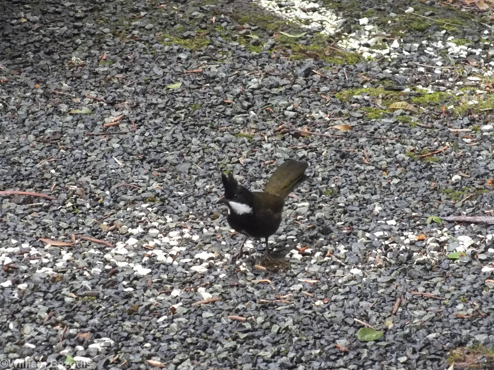 Eastern Whipbird - Lamington National Park