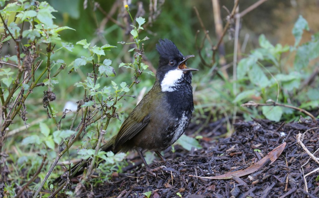 Eastern Whipbird male (wild bird)