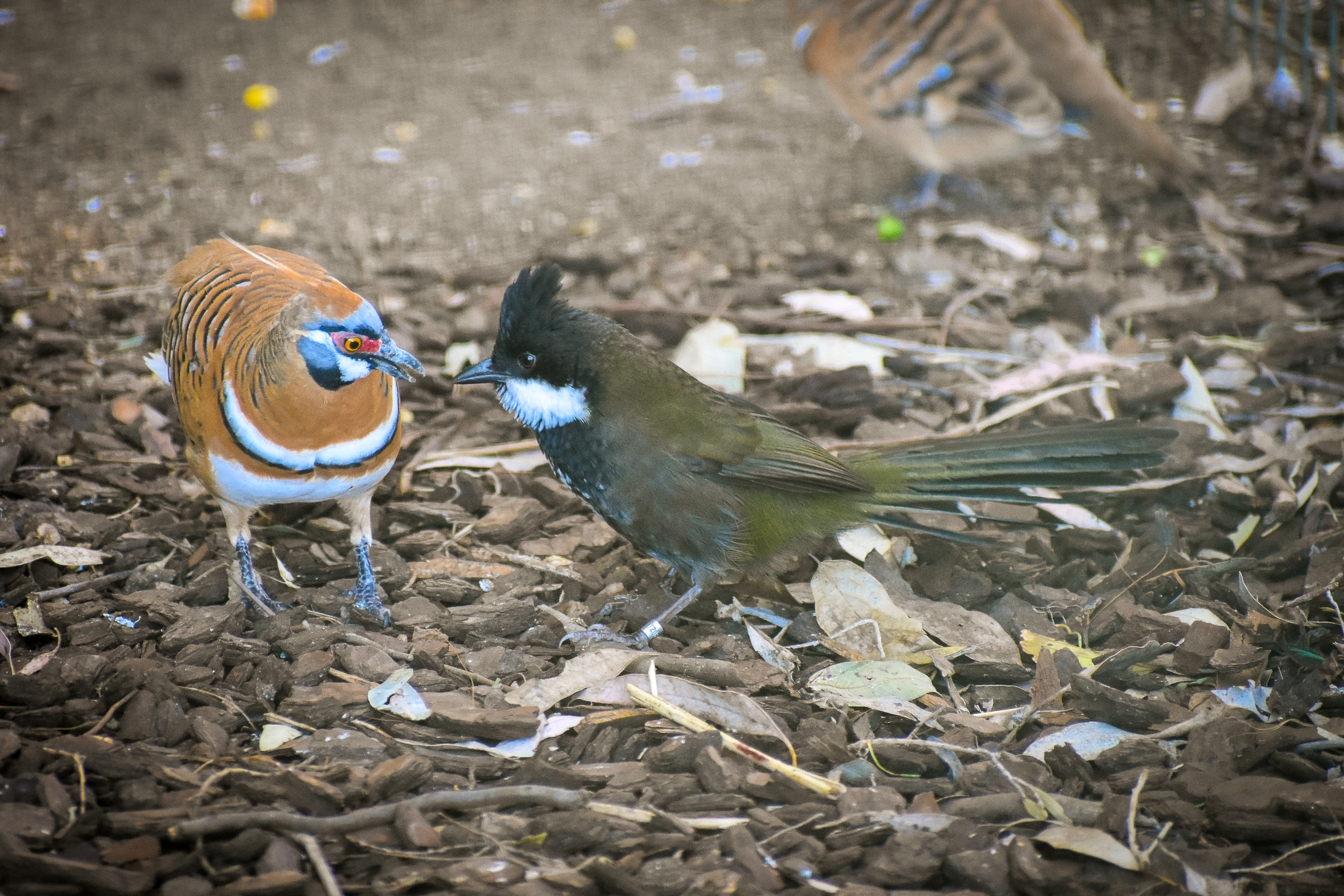 Eastern Whipbird (Psophodes olivaceus) and Spinifex Pigeon (Geophaps plumifera)