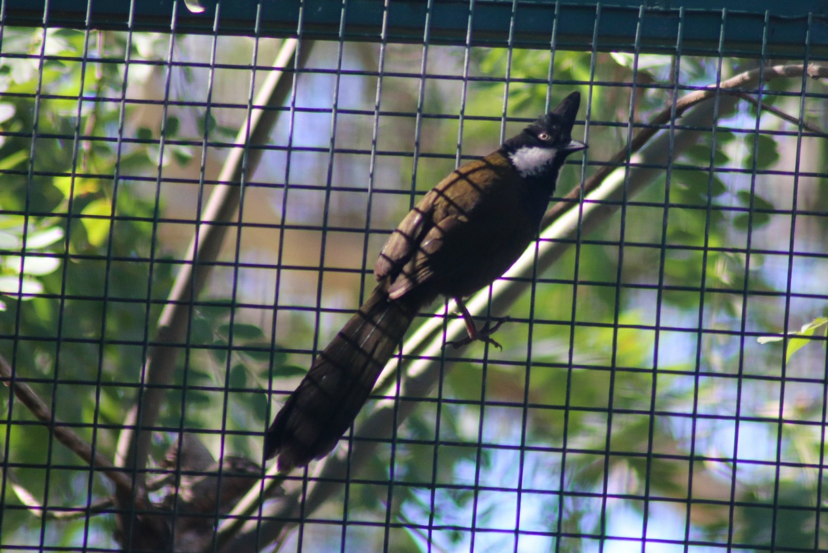 Eastern Whipbird (Psophodes olivaceus) - July 2020