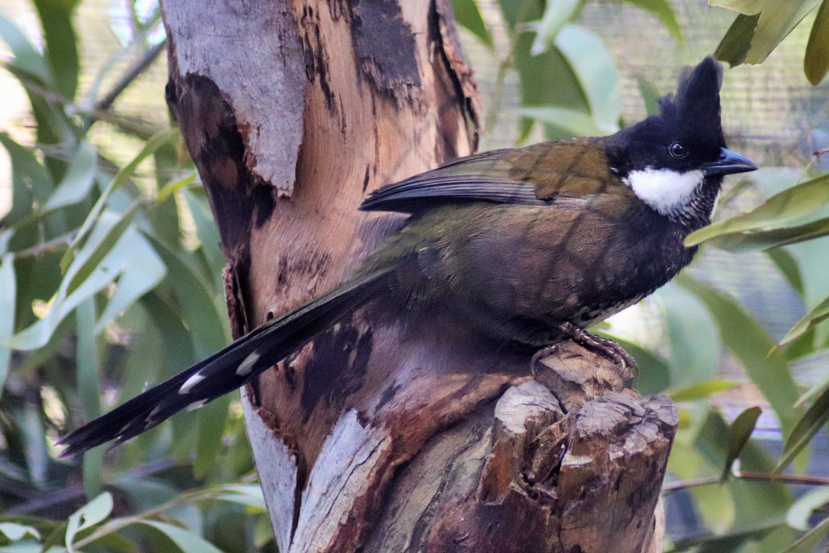 Eastern Whipbird (Psophodes olivaceus)