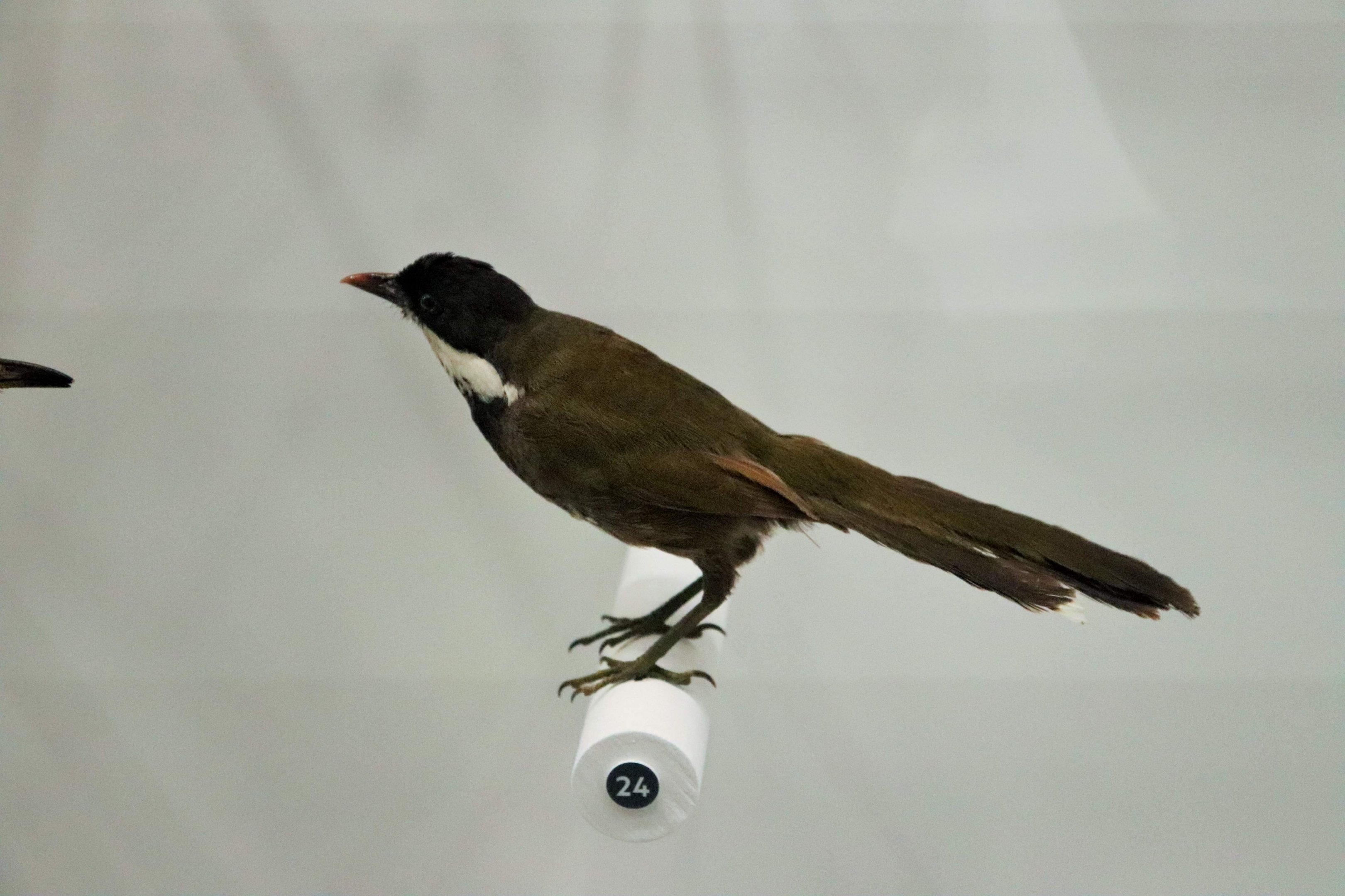 Eastern Whipbird (Psophodes olivaceus)