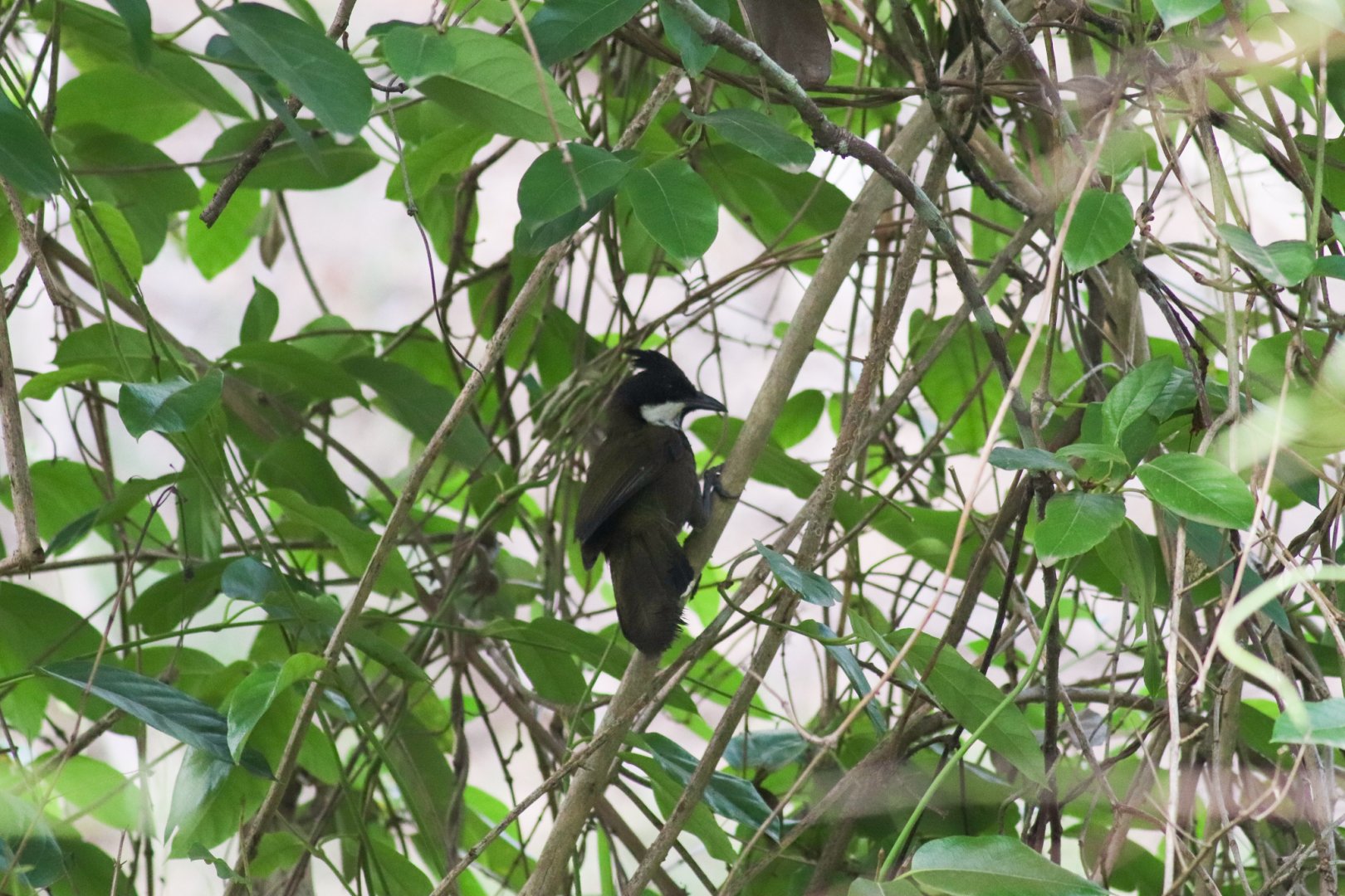 Eastern Whipbird (Psophodes olivaceus)