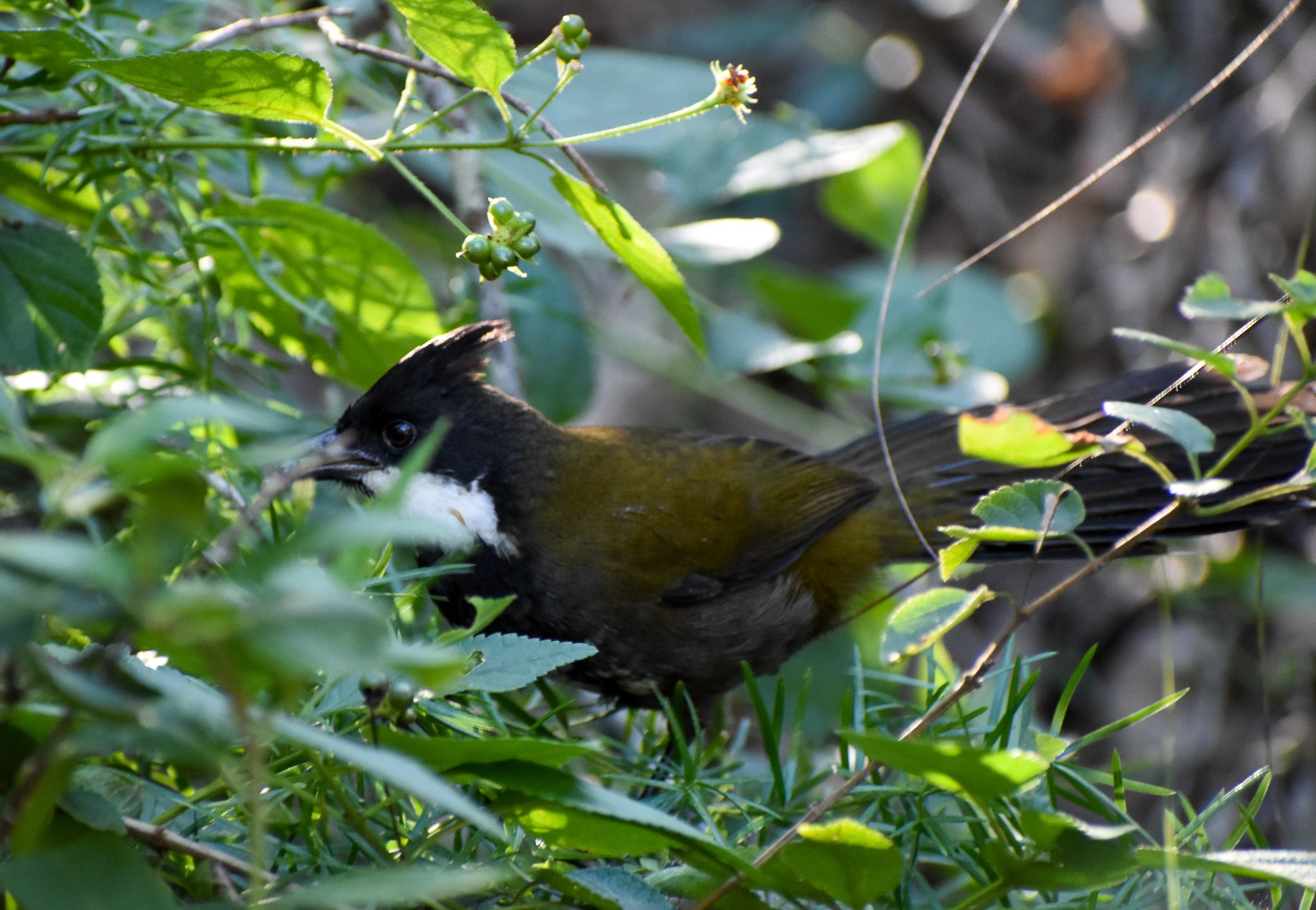 Eastern Whipbird (Psophodes olivaceus)