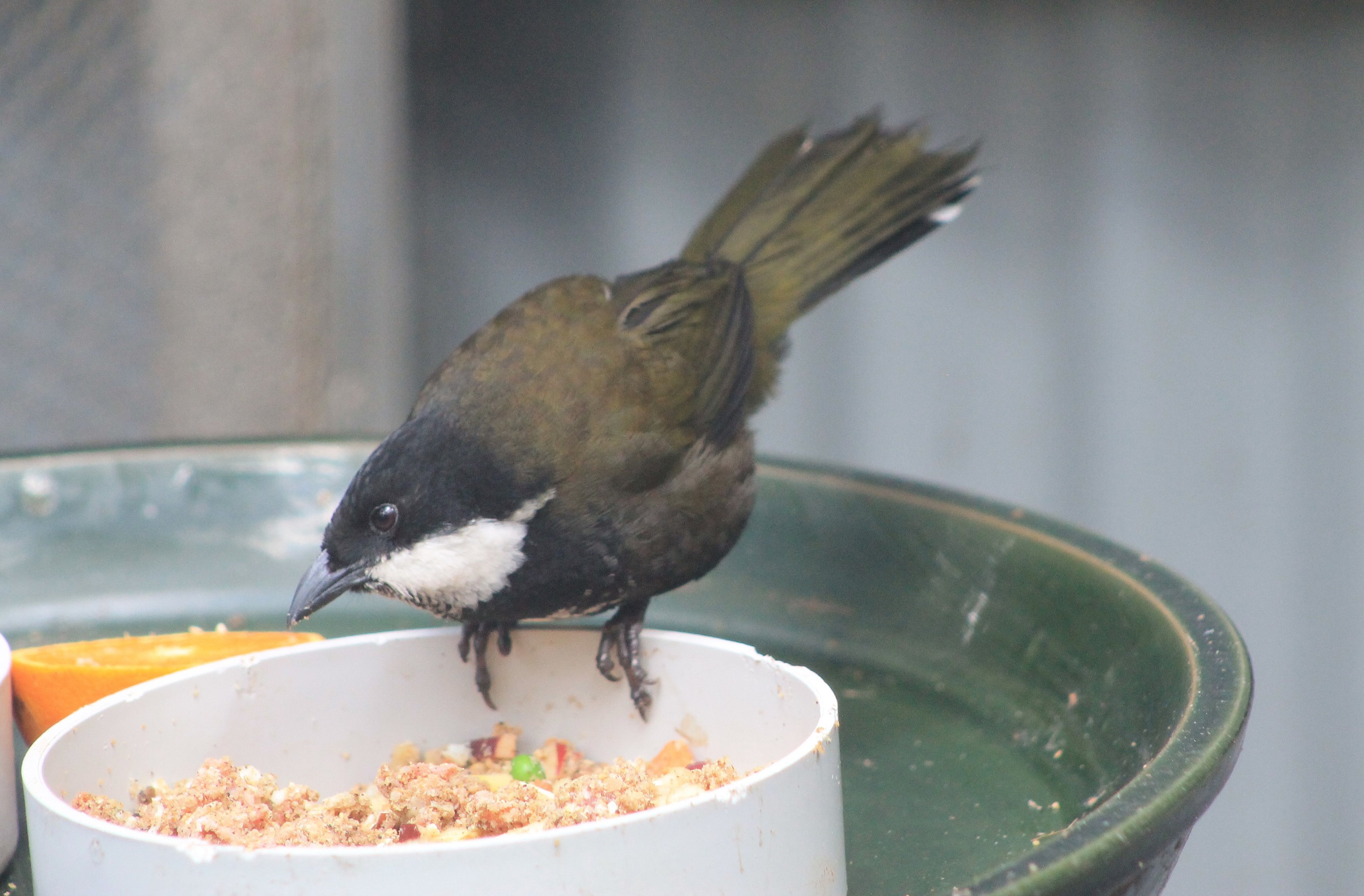 Eastern Whipbird (Psophodes olivaceus)