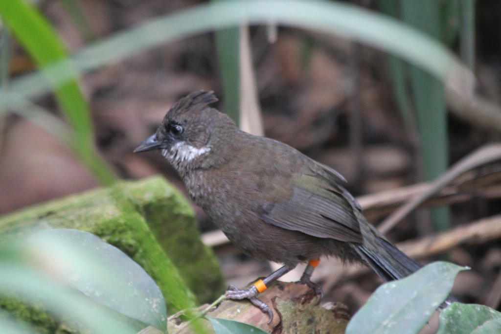 Eastern Whipbird