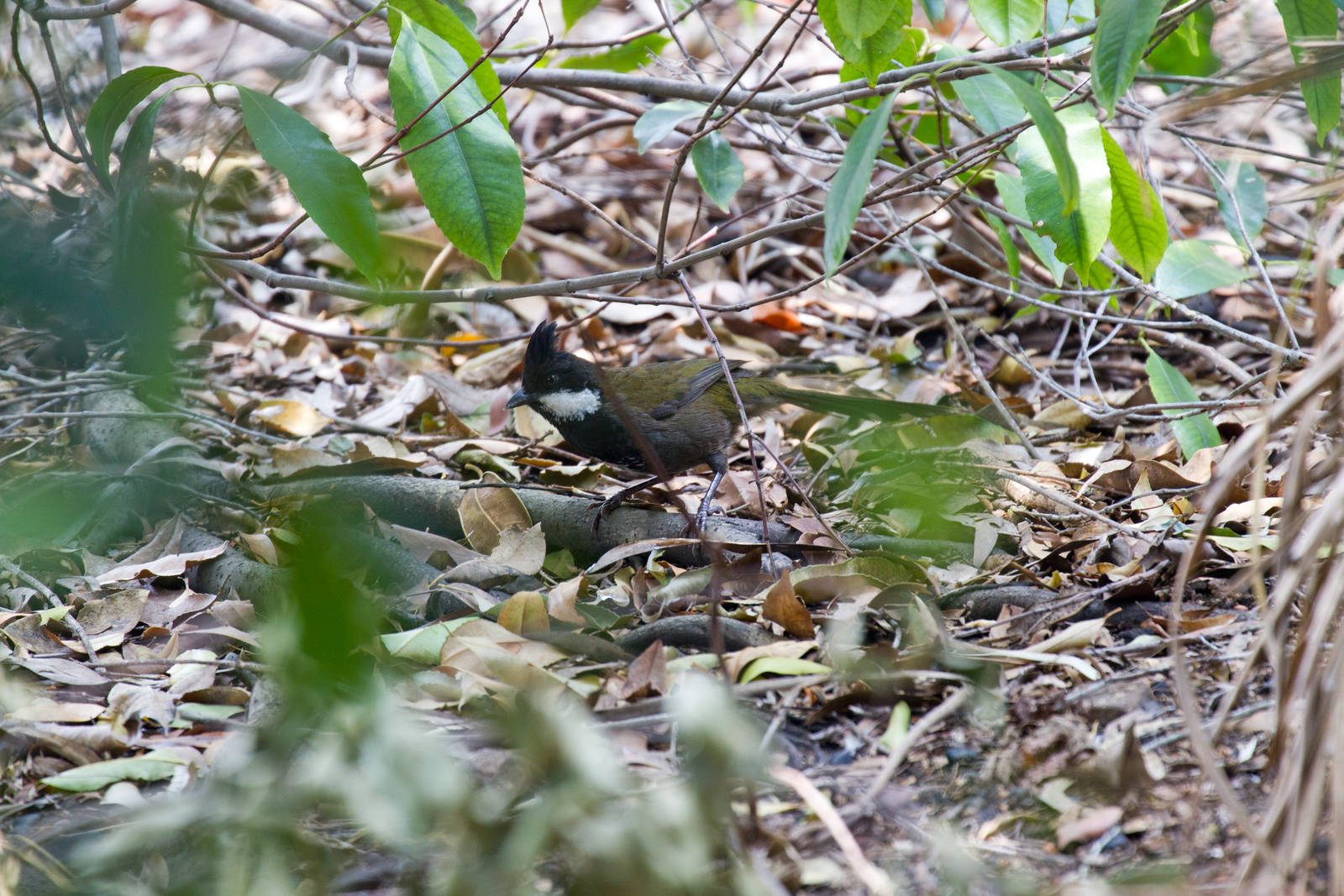 Eastern Whipbird