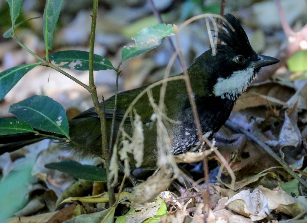 Eastern Whipbird