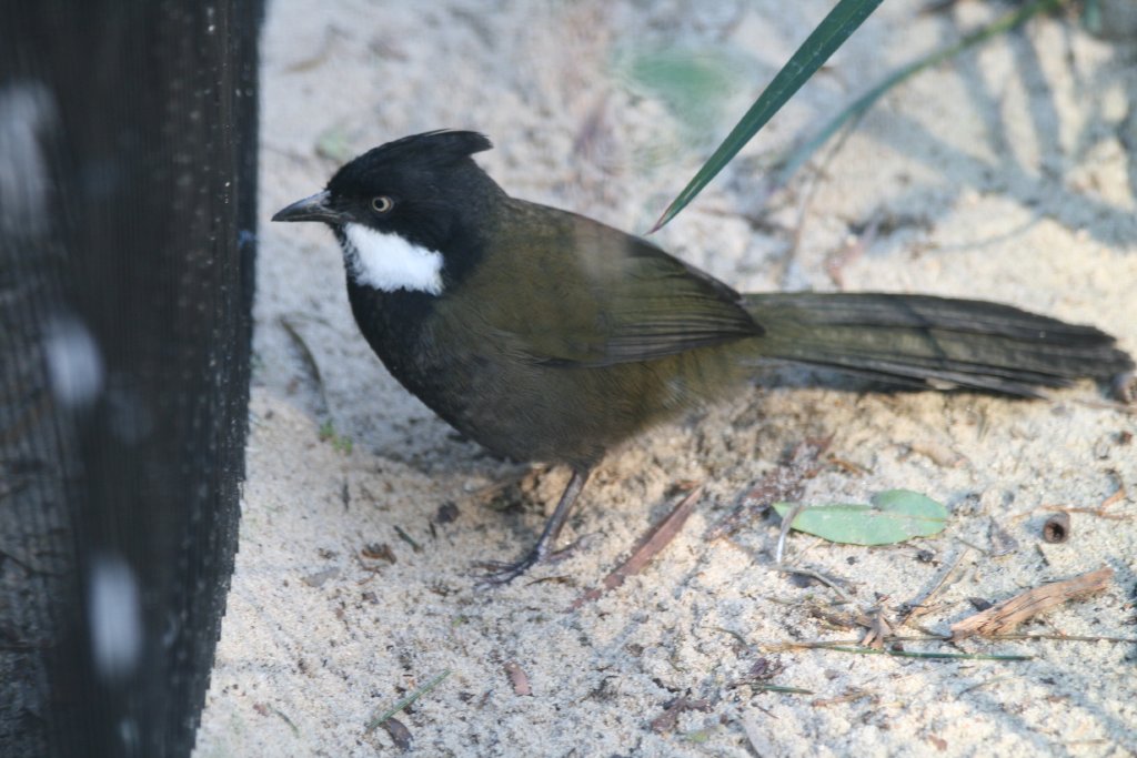 Eastern Whipbird