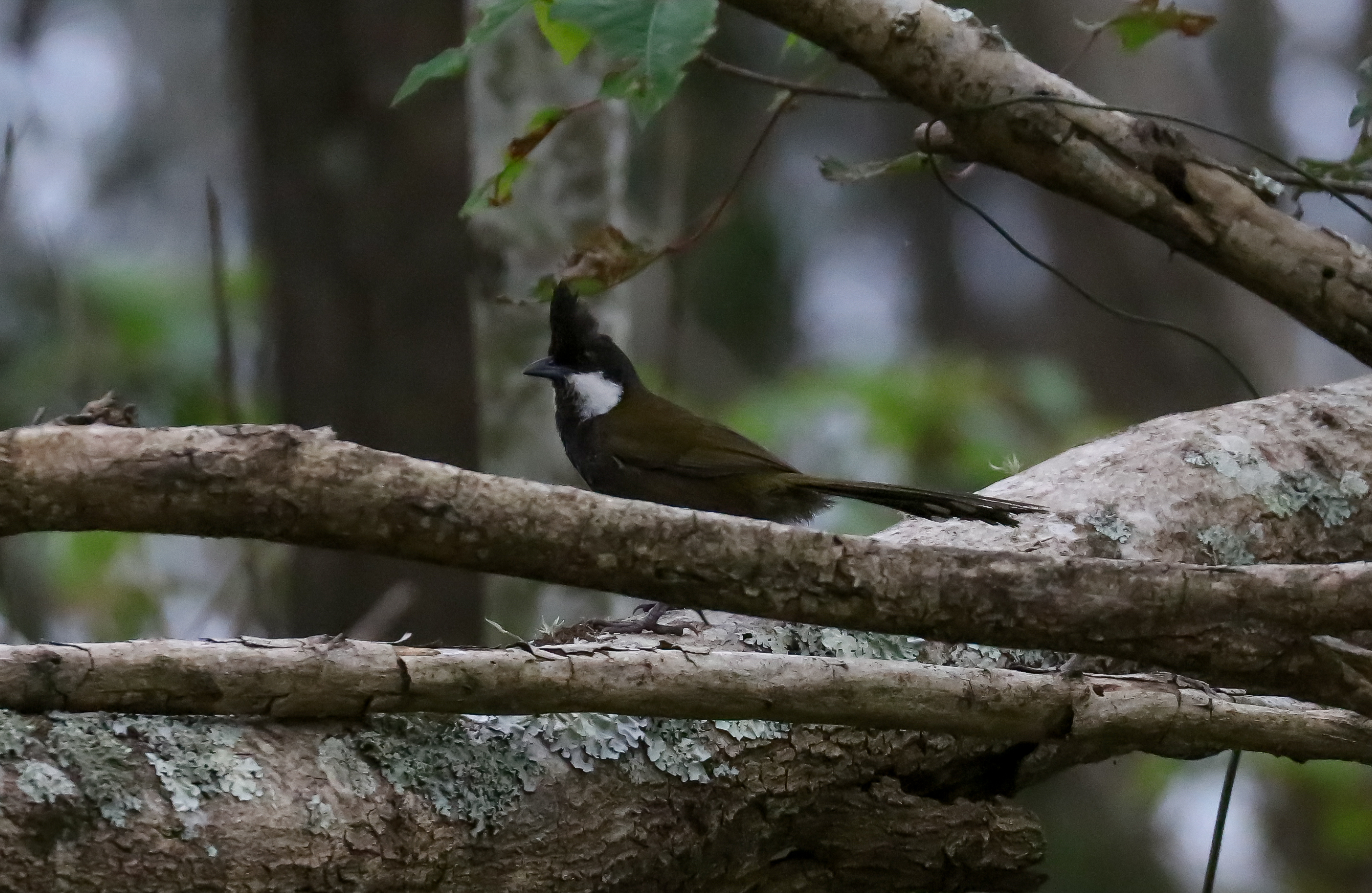 Eastern Whipbird