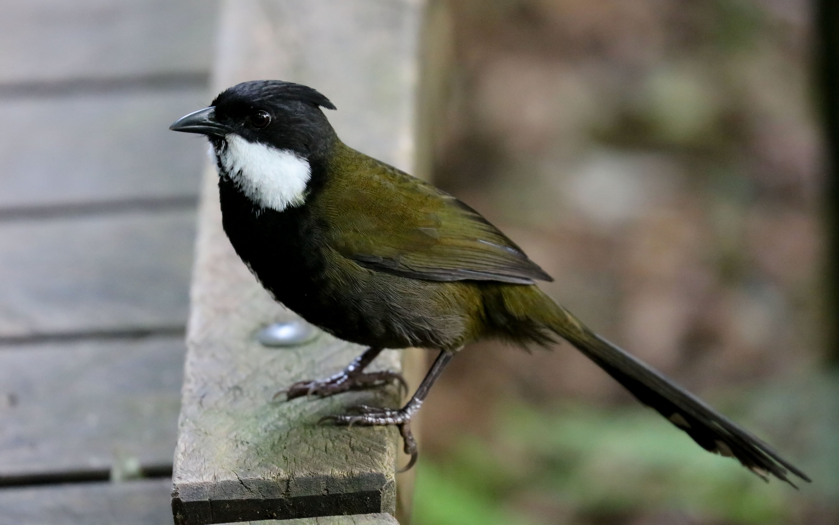 Eastern Whipbird