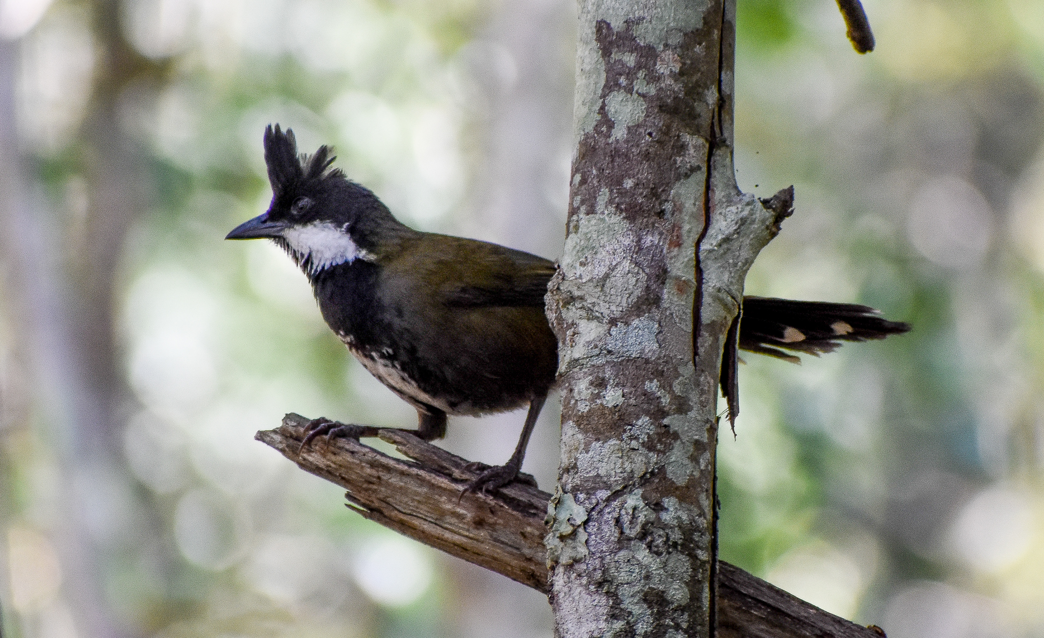 Eastern Whipbird