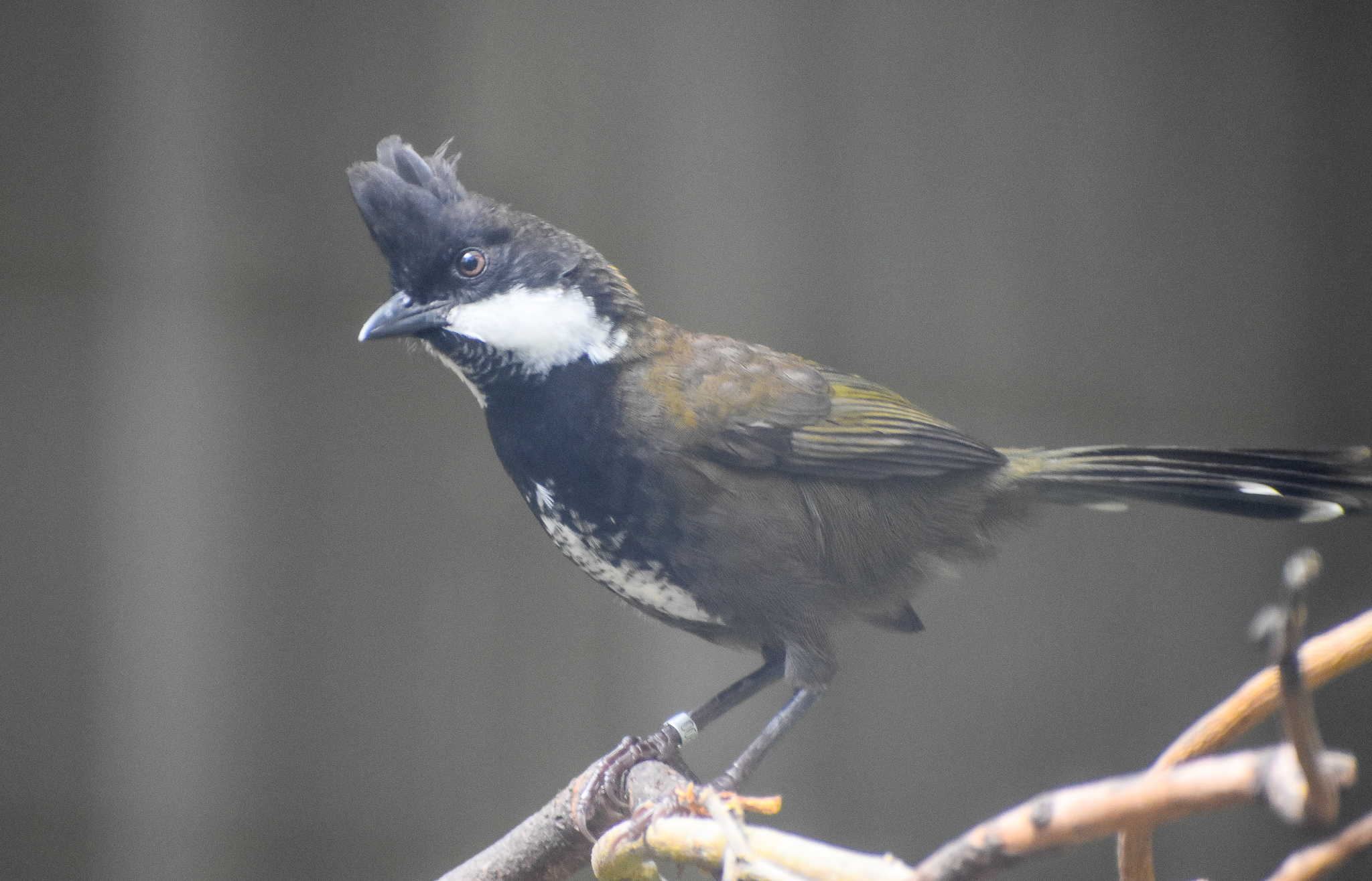 Eastern Whipbird