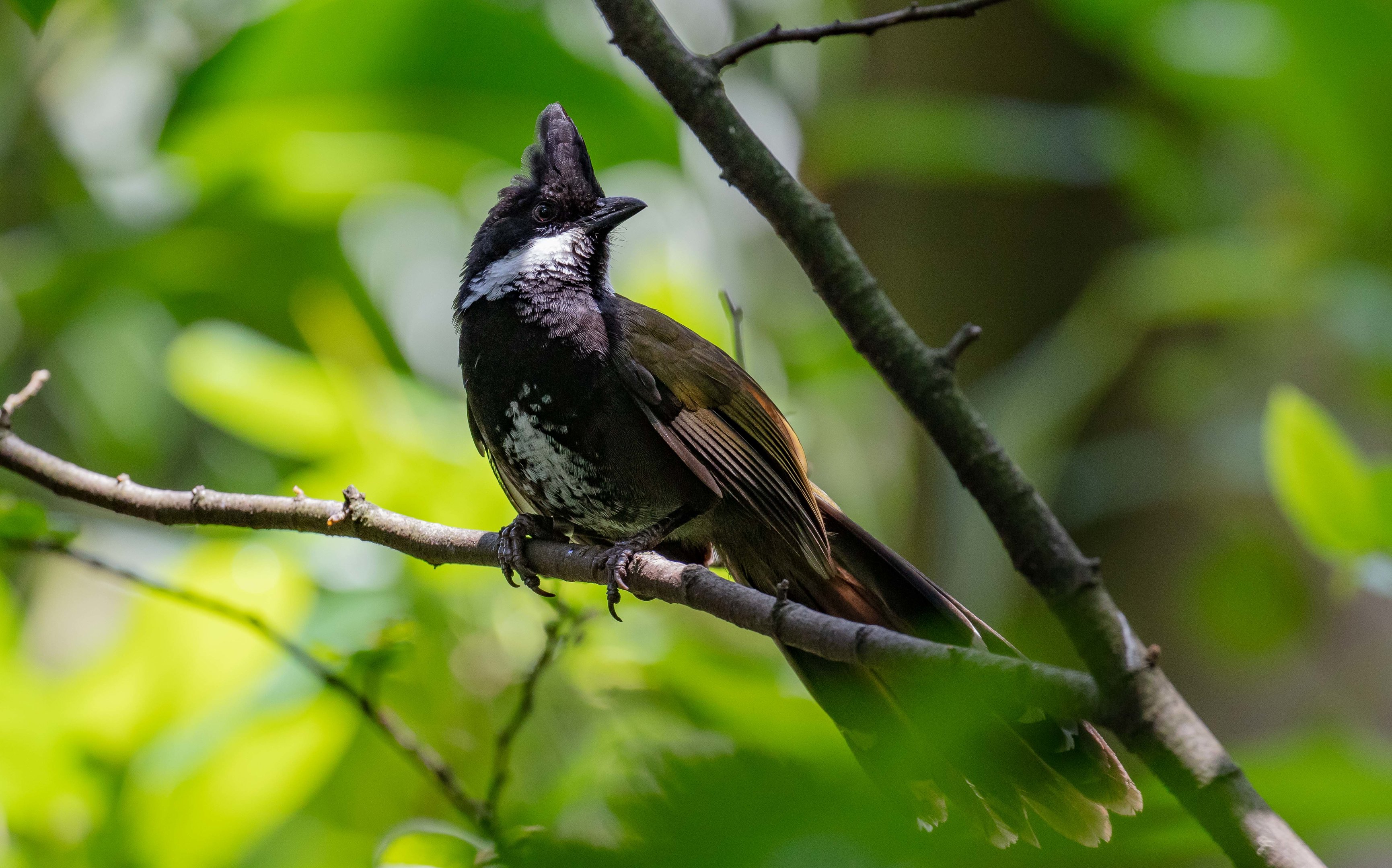 Eastern Whipbird