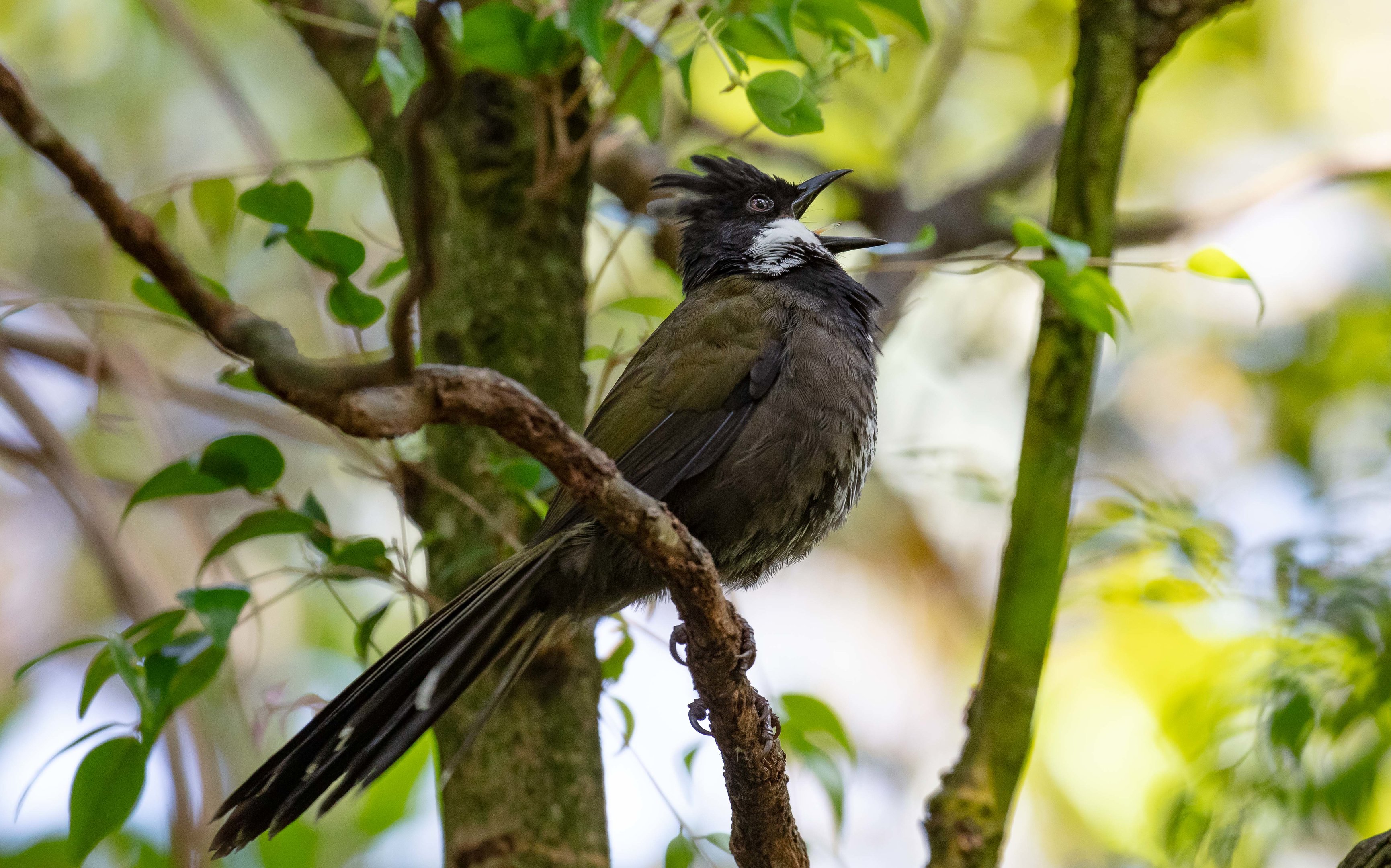 Eastern Whipbird