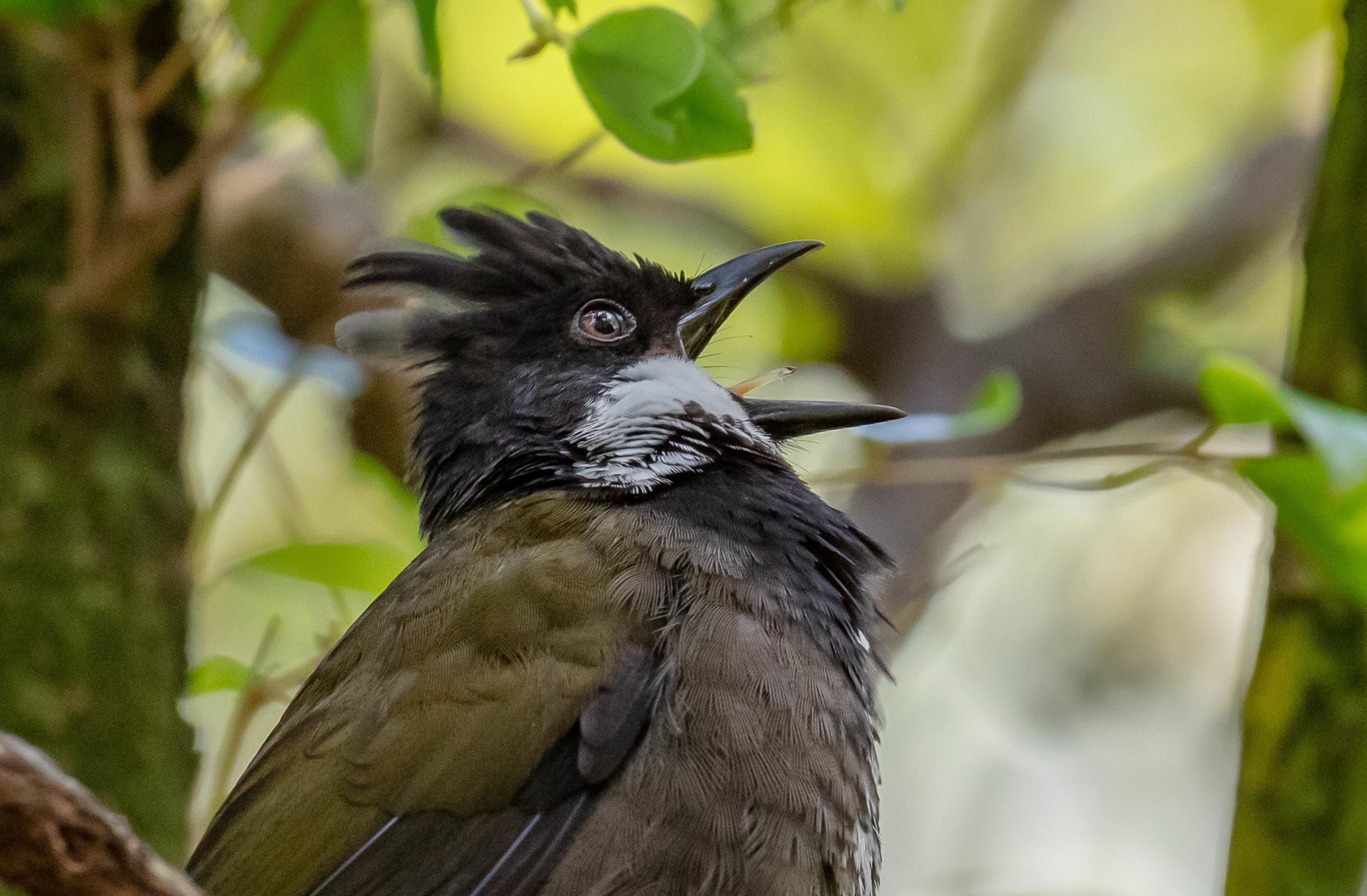 Eastern Whipbird