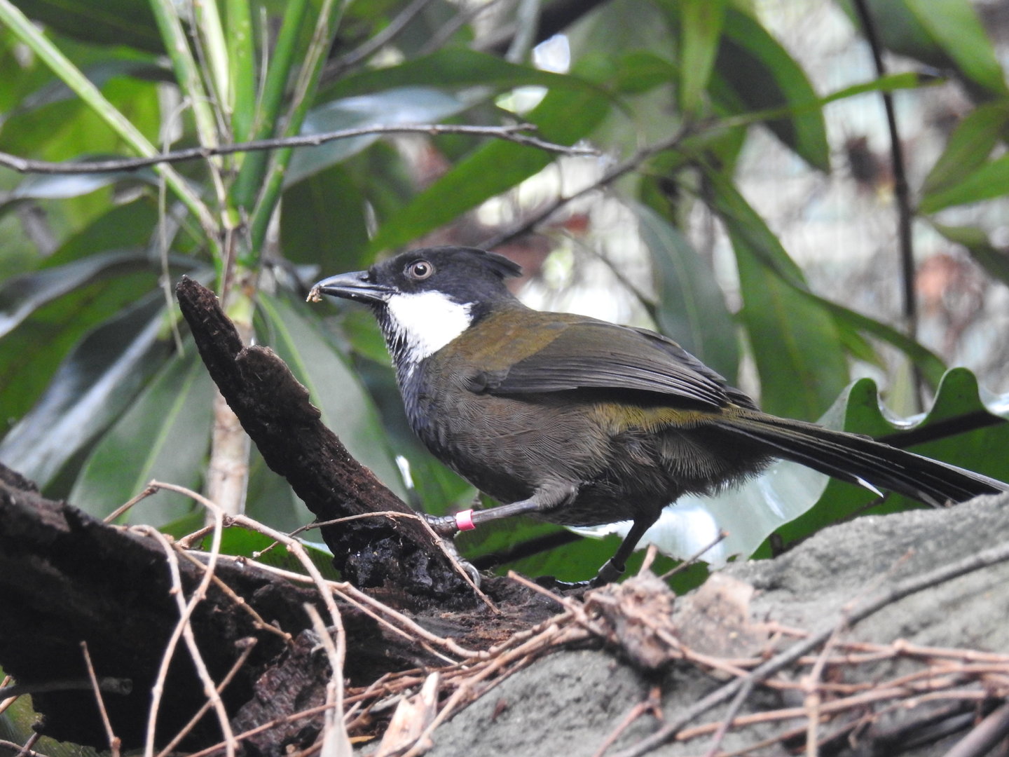Eastern Whipbird