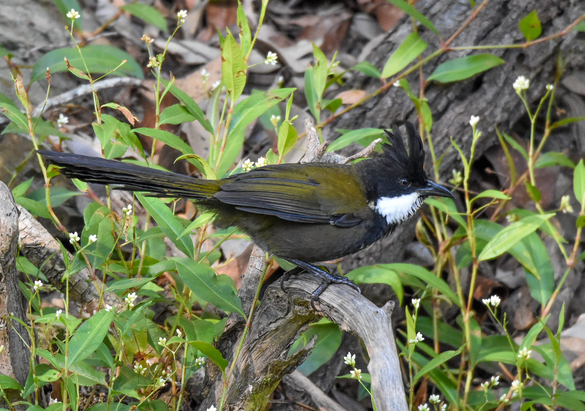 Eastern Whipbird
