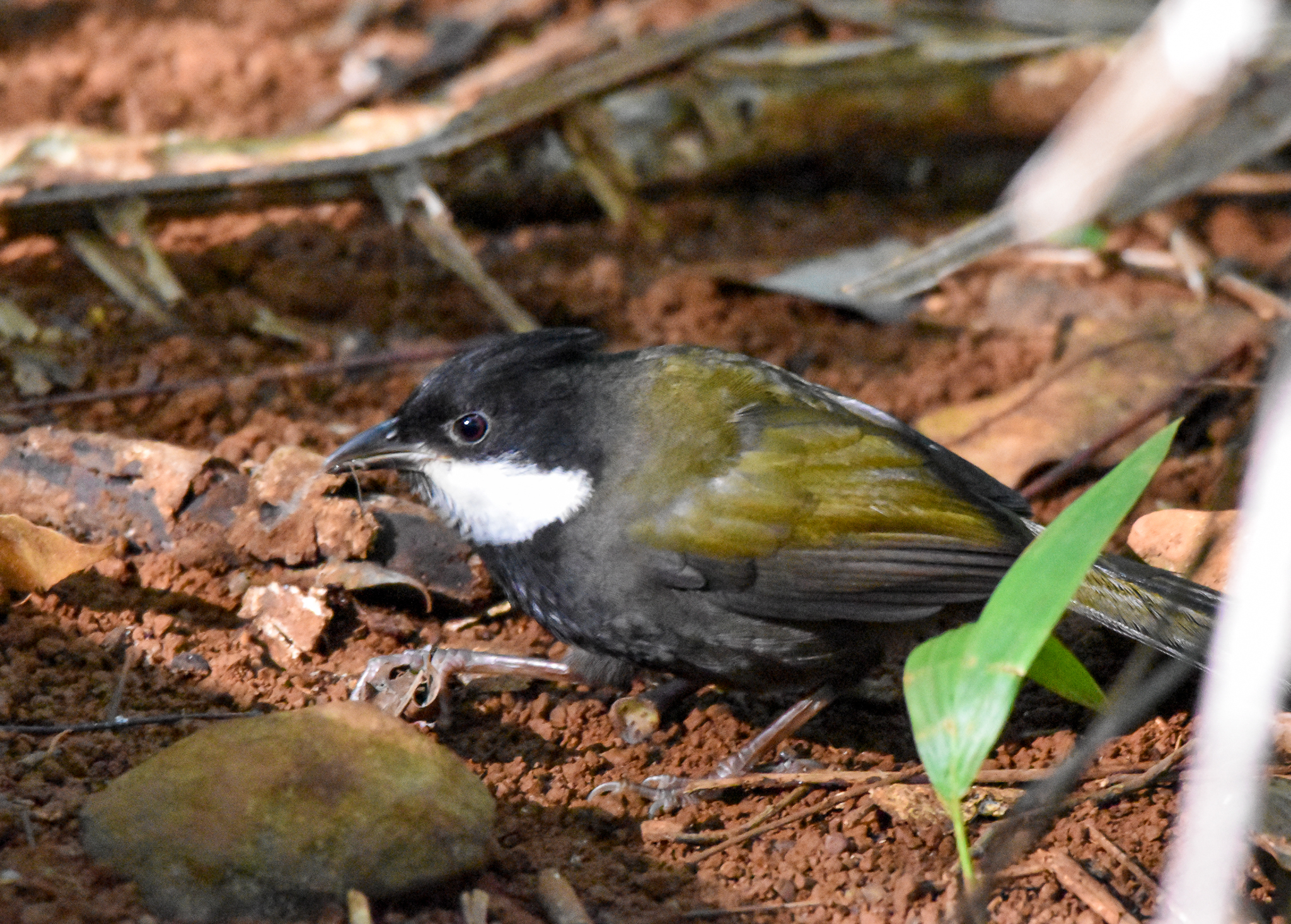 Eastern Whipbird